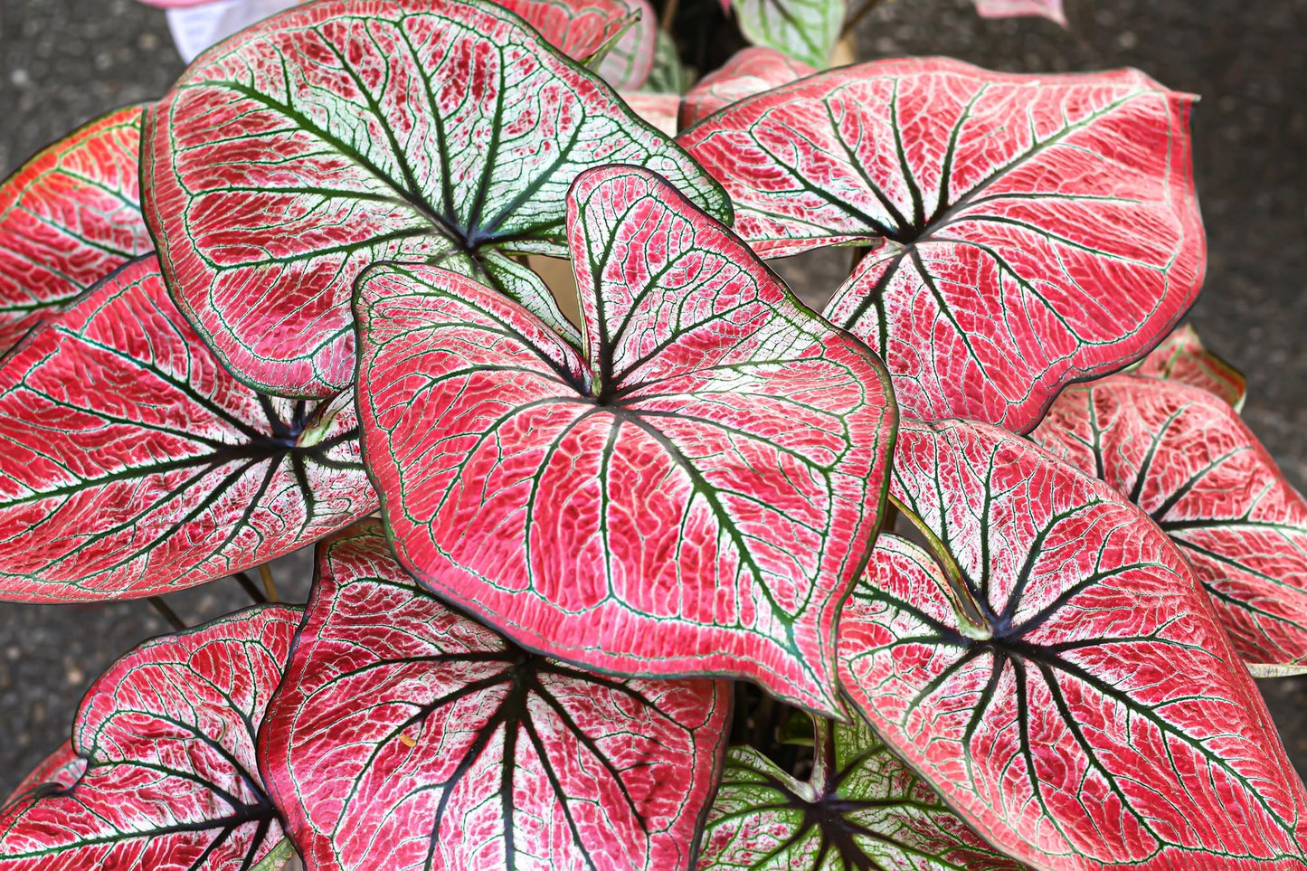 Tequila Sunrise Caladium Bulbs for Planting - Perennial Hosta, Elephant Ears, Fancy (10 Bulbs)