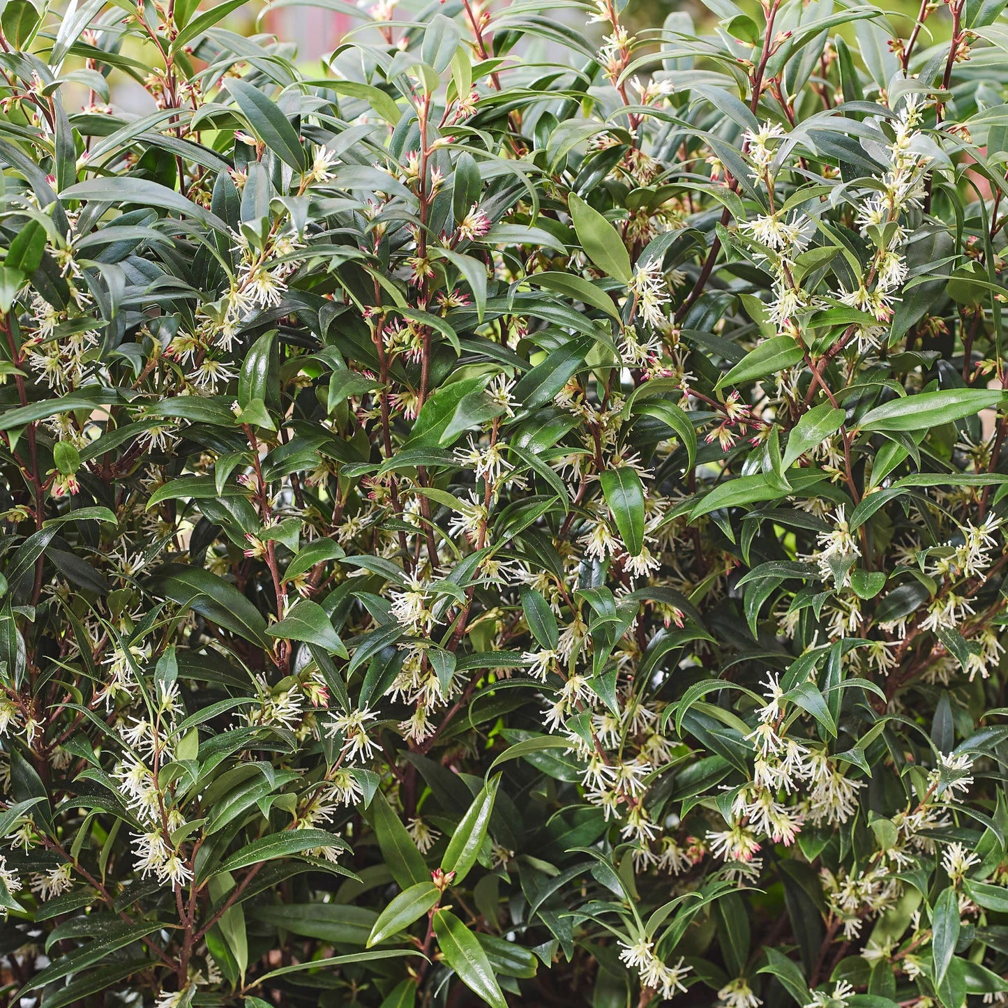 Proven Winners Sweet & Lo Sweet Box (Sarcococca hookeriana) Live Plant, 4.5" Qt