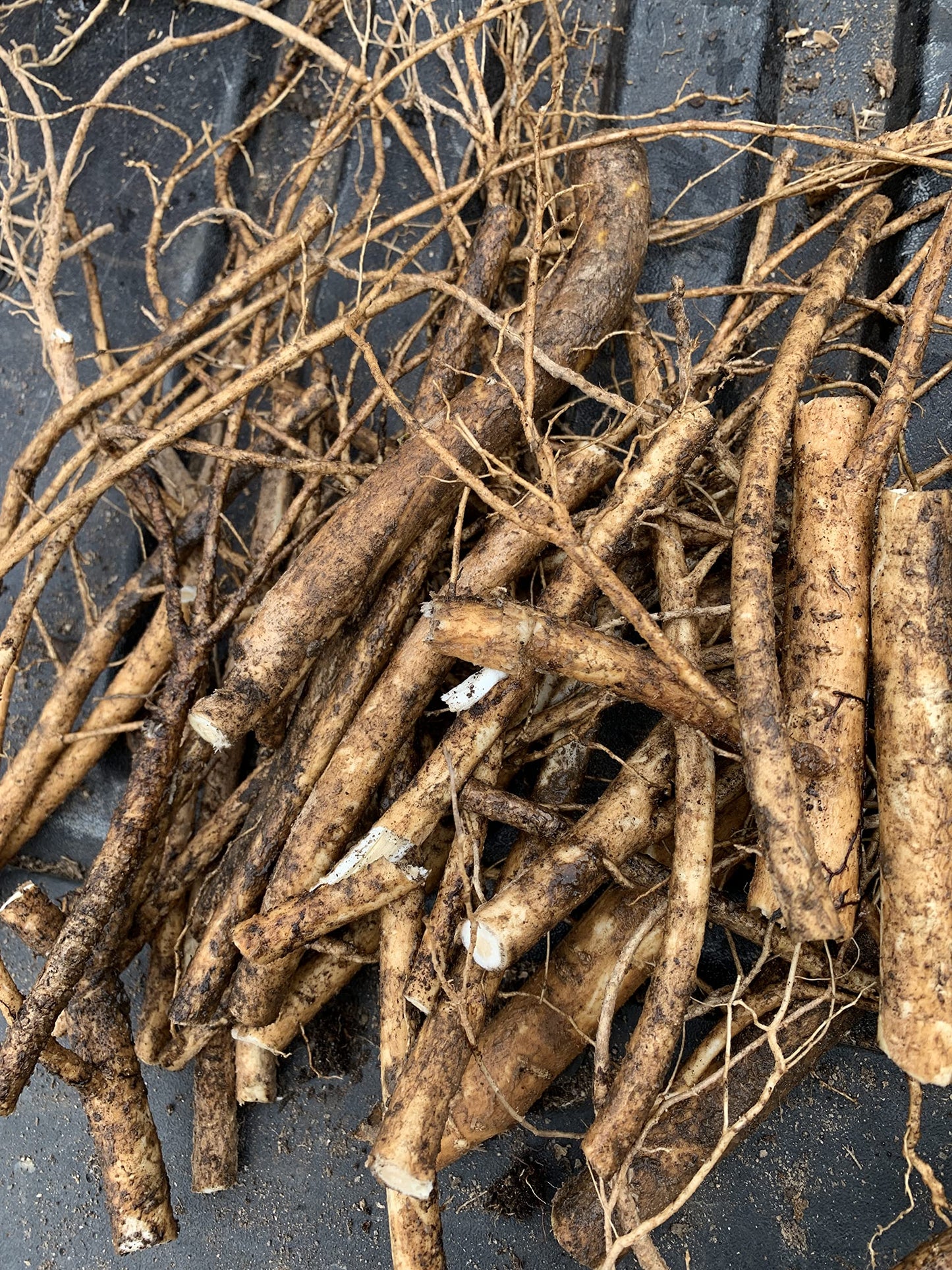 3 Root Scion cuttings of Aralia spinosa Tree, Devil's Walkingstick Rare Exotic Hardy
