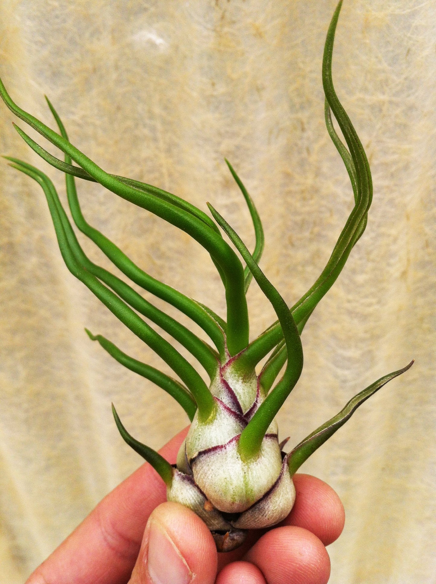 Airplants Tillandsia Bulbosa 5 Pack