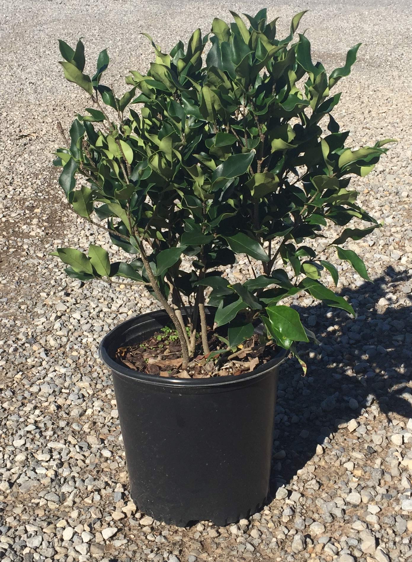 Wavy Leaf Ligustrum Recurvifolia (2.5 Gallon) Evergreen Shrub or Small Tree with Glossy-Green Foliage and Small White Flowers in Spring - Full Sun to Part Shade Live Outdoor Plant