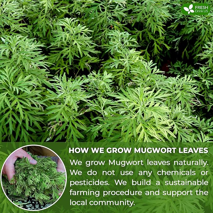 FreshDrinkUS, Premium 90 Mugwort Leaf Tea Bags, 100% Natural and Pure Mugwort Leaves. No Sugar, No Caffeine, No Gluten, Vegan.