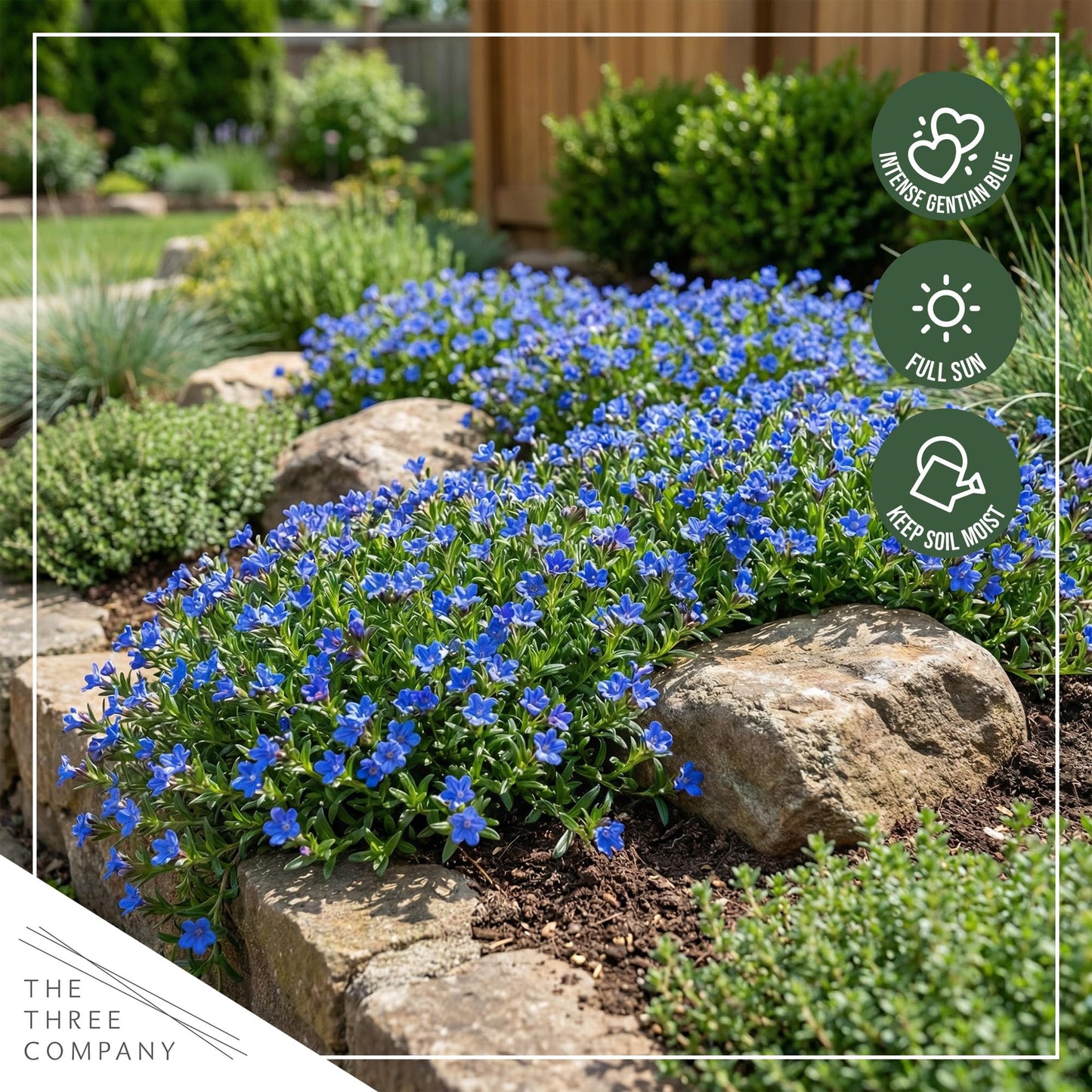 Live Lithodora 2-Pack – Blue – Evergreen Groundcover Perennial, Spring Flowers, 6” Tall, 1 Qt Pot