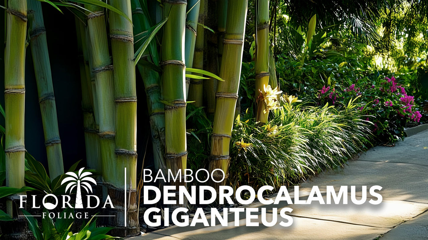 Dendrocalamus Giganteus Bamboo | 3 Large Trade Gallon Size Plants | Fast-Growing Privacy Screen | Giant Live Outdoor Greenery | Sustainable Garden Solution
