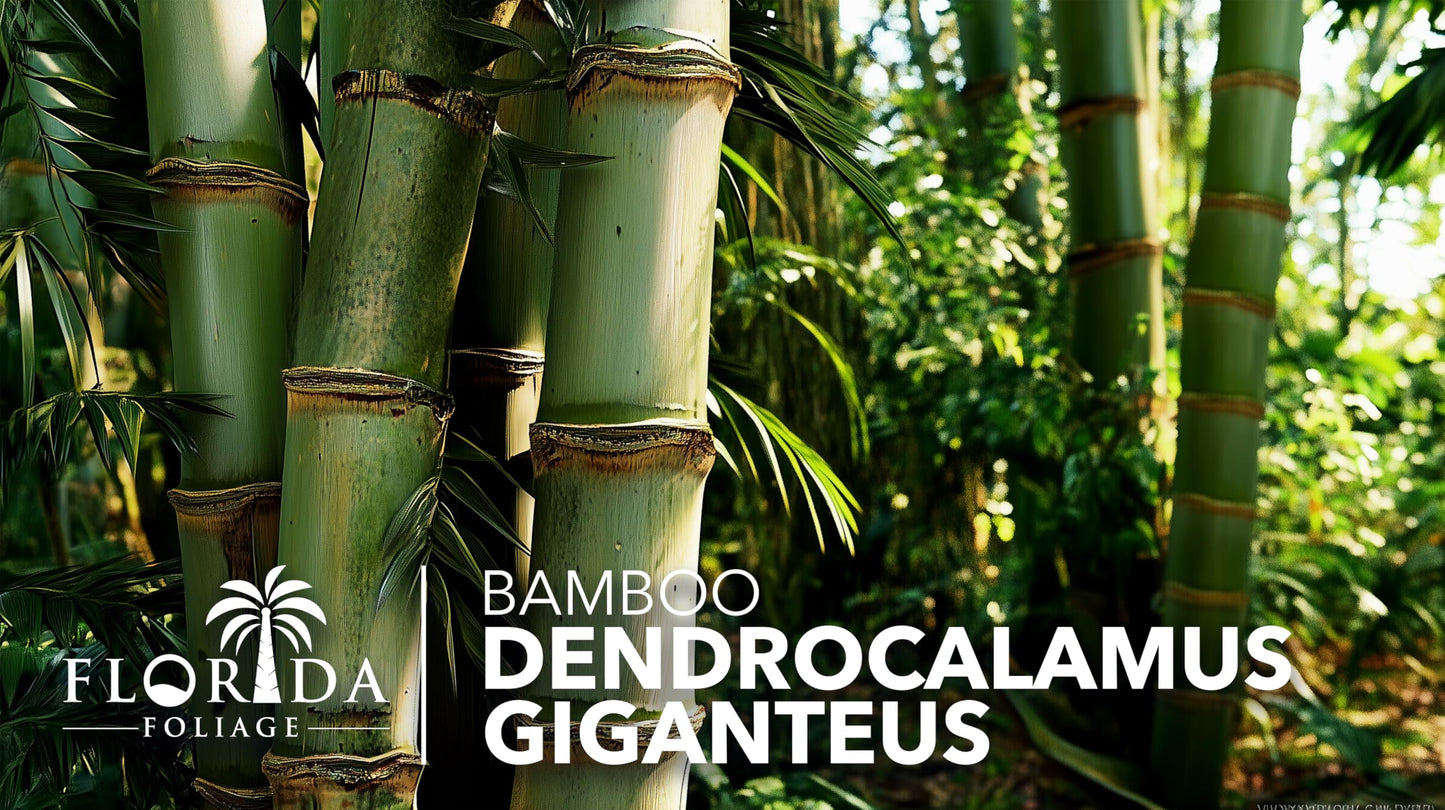 Dendrocalamus Giganteus Bamboo | 3 Large Trade Gallon Size Plants | Fast-Growing Privacy Screen | Giant Live Outdoor Greenery | Sustainable Garden Solution