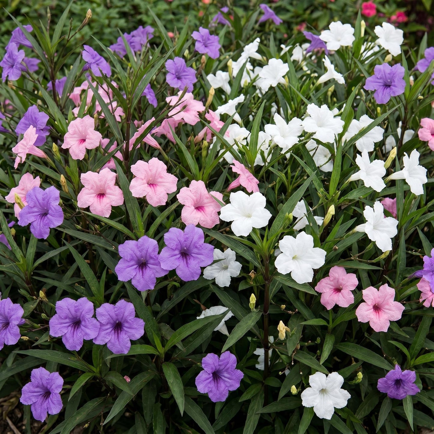 4 Mexican Petunia Live Plants 4–7 Inches Tall, Mexican Petunia Flowering Plants for Borders, Beds or Landscape (Mix)