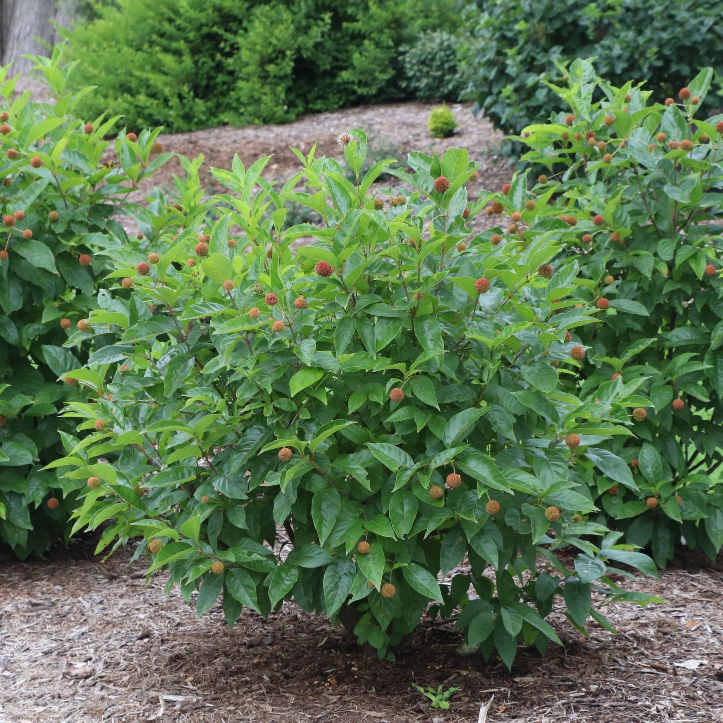 Proven Winners Sugar Shack 2.0 Buttonbush (Cephalanthus occidentalis) Live Plant, 4.5" Qt