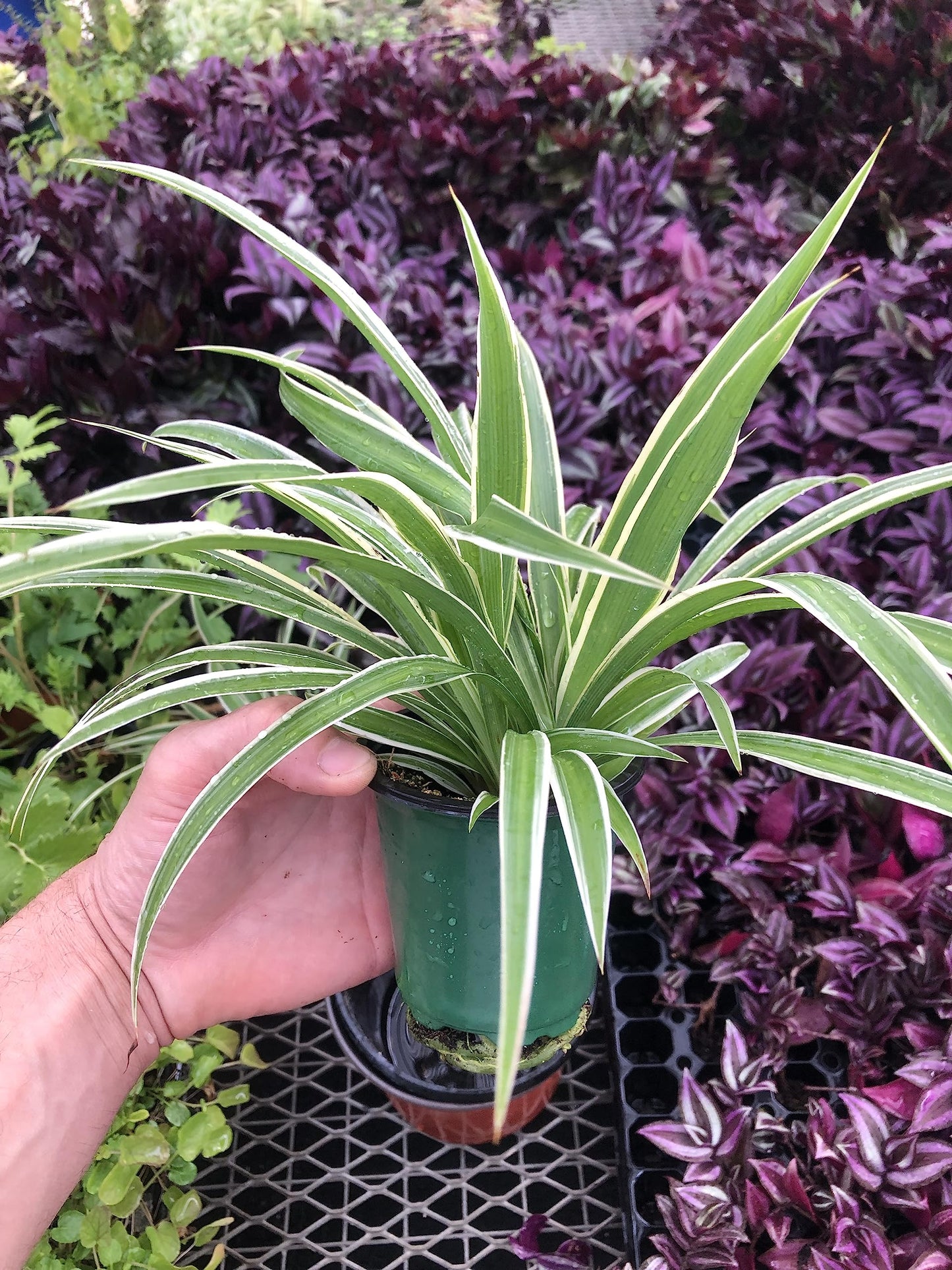 Variegated Spider Plant - Extra-Large - Air-Purifying, Low Maintenance, Thrives in Home & Office - Perfect for Plant Enthusiasts - Live houseplant in Potting Soil - Chlorophytum comosum