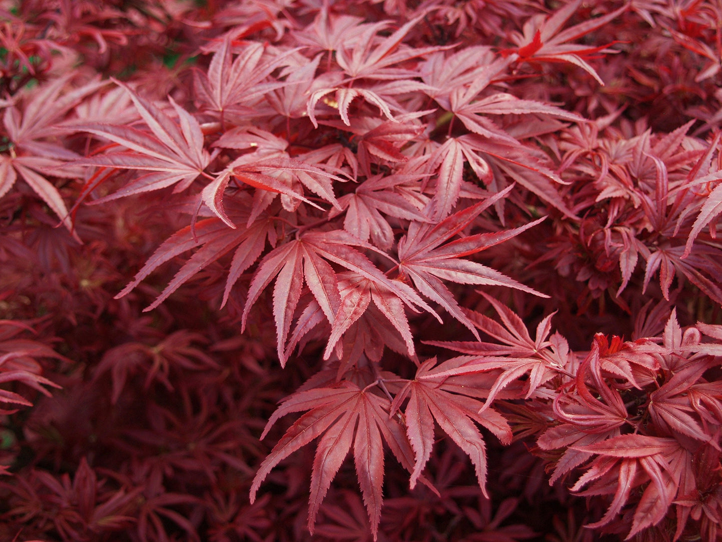 Shaina Japanese Maple 2 - Year Live Plant
