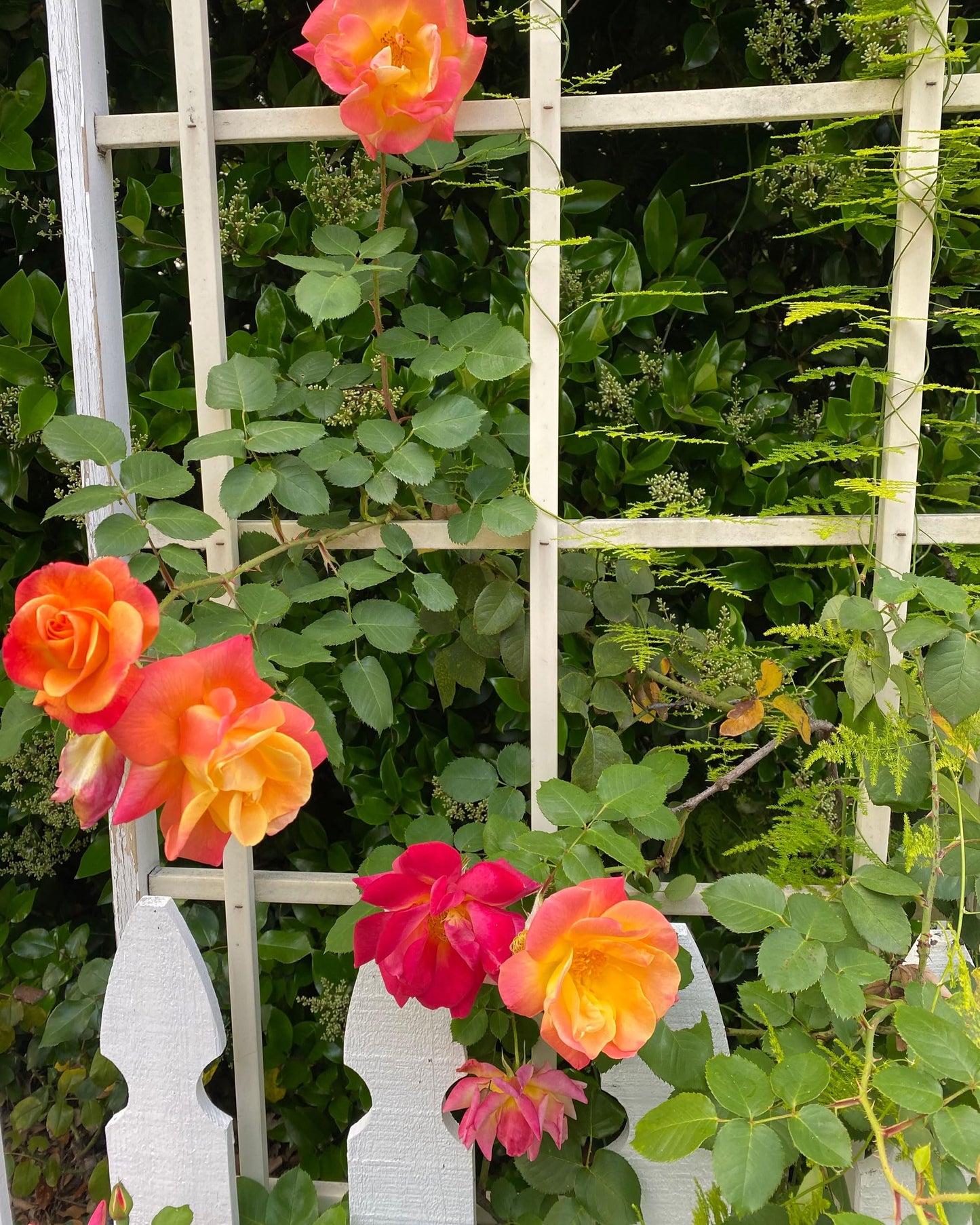 Josephs Coat Climbing Rose - Live Plant 1.5 Gal - Repeat Blooming Multi-Color Apricot Pink Orange Yellow - 12ft Climber Zones 5-10 - Stargazer Perennials