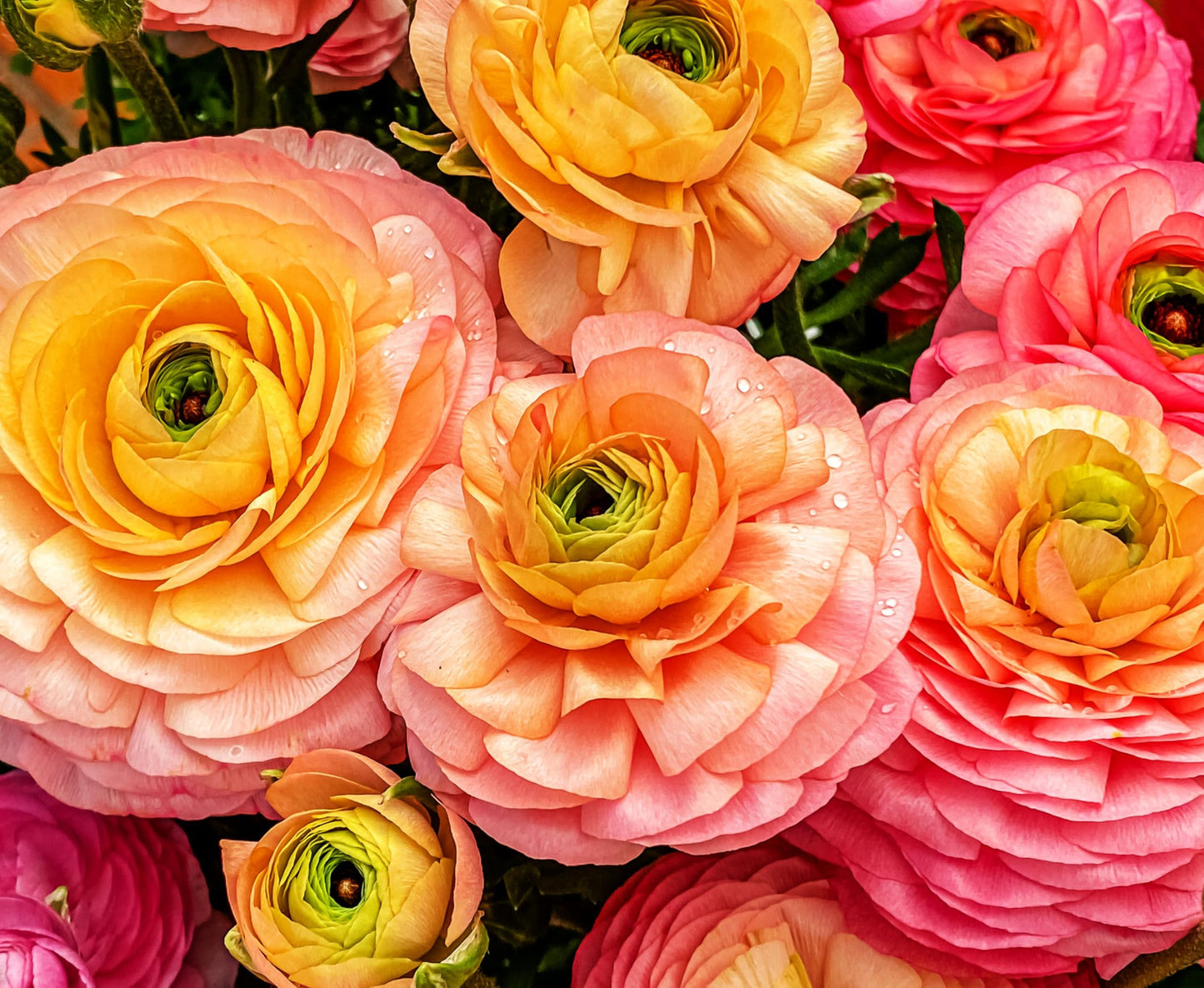 Complete Spring Flower Bulb Garden - 10 Bulbs Ranunculus Bulbs Continuous Blooms (Spring Color from March Through June) - Easy to Grow Fall (Ranunculus Bulbs)