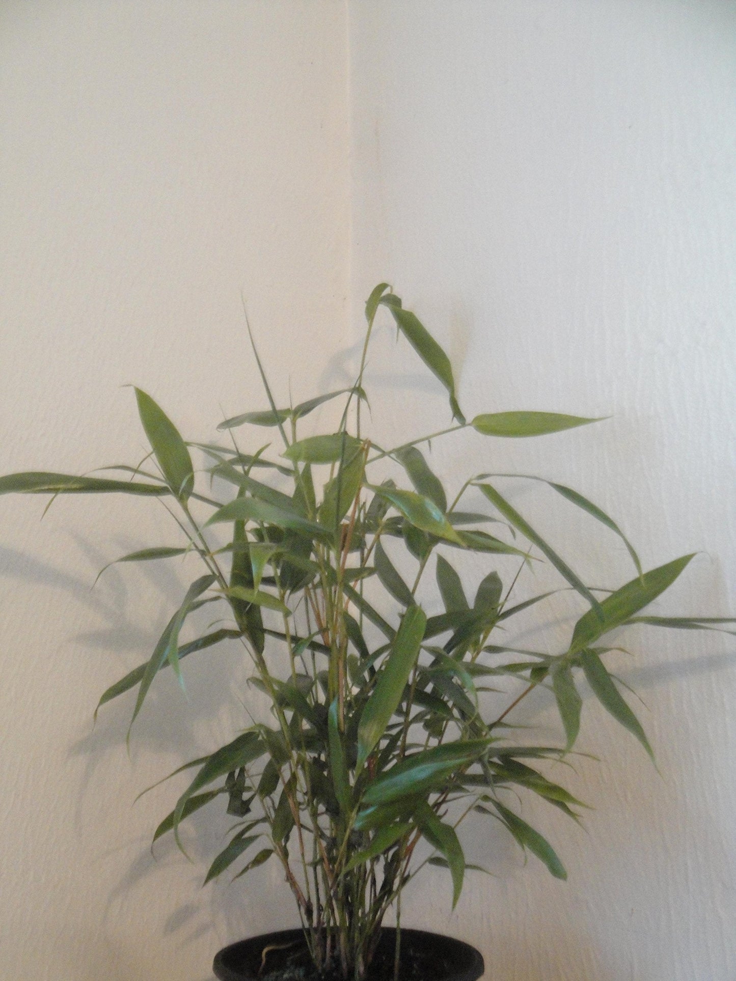 Bambusa Metake Korean/Japanese Arrow Bamboo #1 Size Live Plant