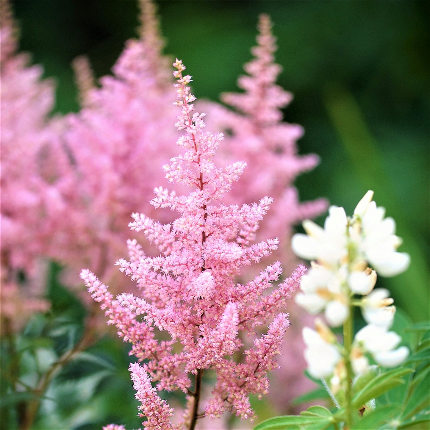 Easy to Grow Astilbe Europa 1 Plant Bareroot - Summer Pink Blooms in Shade, Pollinator Friendly Flowers (False Spirea, Goat's Beard)