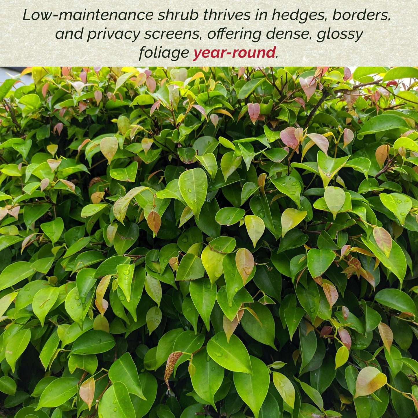 2 Xylosma Congestum, Live Plants – Shiny Xylosma in 2.5” Nursery Cubes – Fast-Growing, Low-Maintenance Evergreen Shrub for Hedges & Landscaping