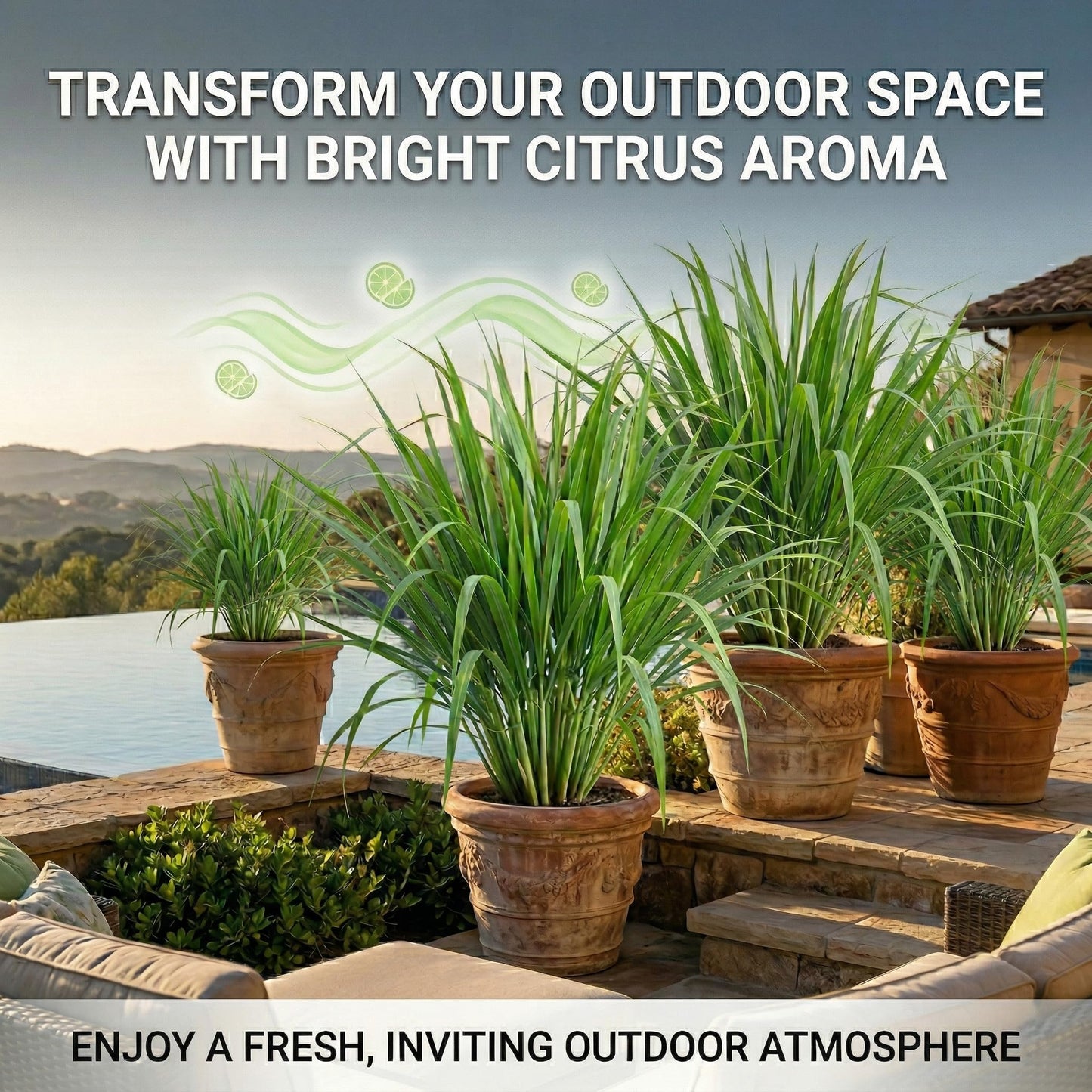 10-Pack Lemon Grass Live Plants (7–10 Inches Tall) - Hydroponic Rooted Lemongrass stalks, Fast Growing Aromatic Fresh Herb for Indoor & Outdoor Growing