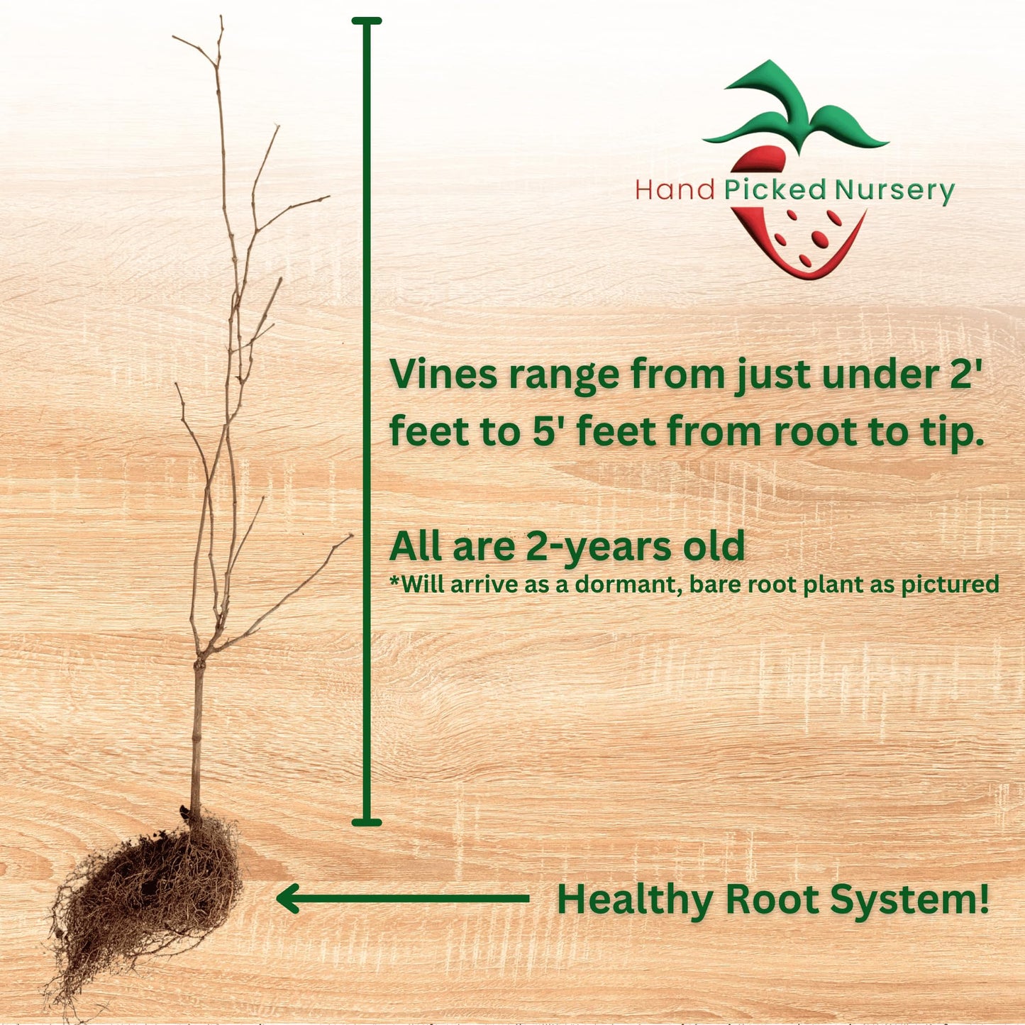 Hand Picked Nursery Early Fry Muscadine Grape Vine - 2 Year Old Bare Root Live Plant - 1-2ft Tall - Bronze Female Plant (1)