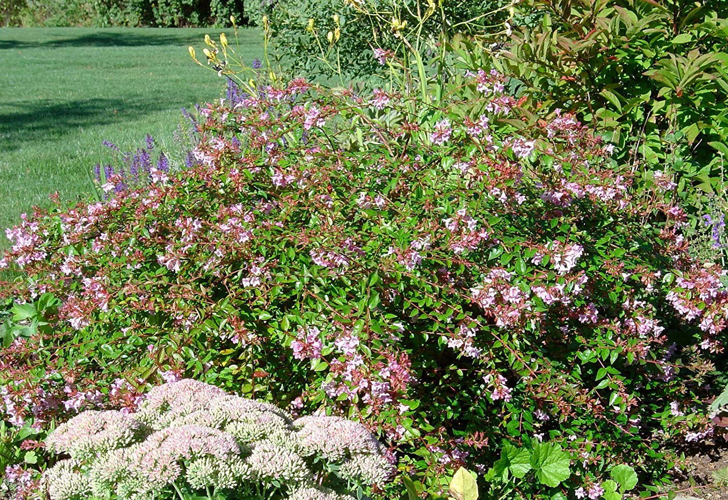 Abelia Grandiflora Edward Goucher - 50 Live Plants - Flowering Deer Resistant Butterfly Attracting Shrub