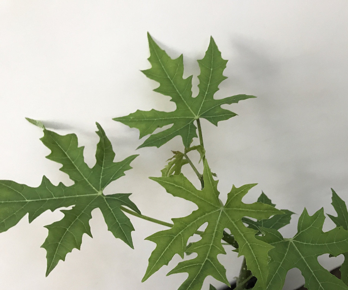 CHAYA PLANT /Cnidoscolus aconitifolius/ Mayan Tree Spinach / Deeply-Lobed Variety (1)