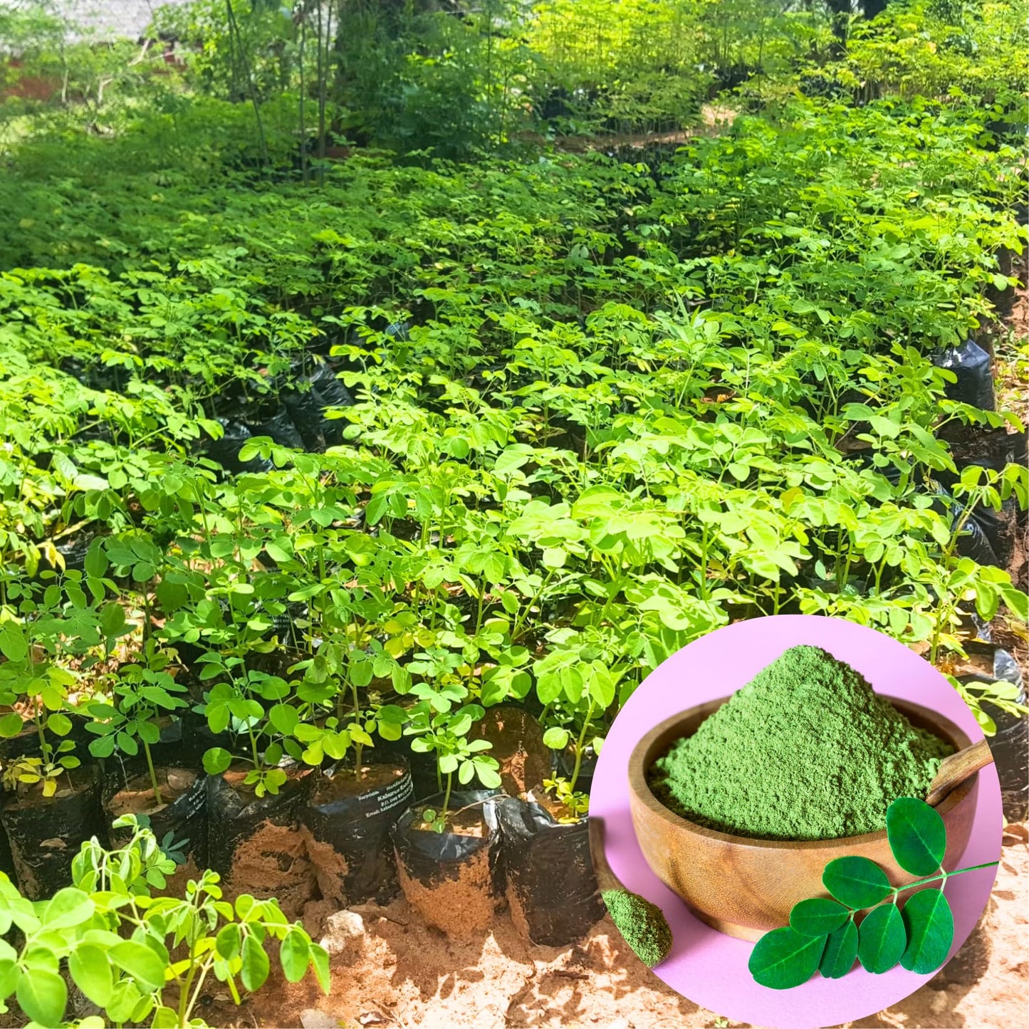 Malunggay Plant Live in Pot, 1 Moringa Oleifera Drumstick Horseradish Tree 6"-8" Tall from Bottom Pot for Planting