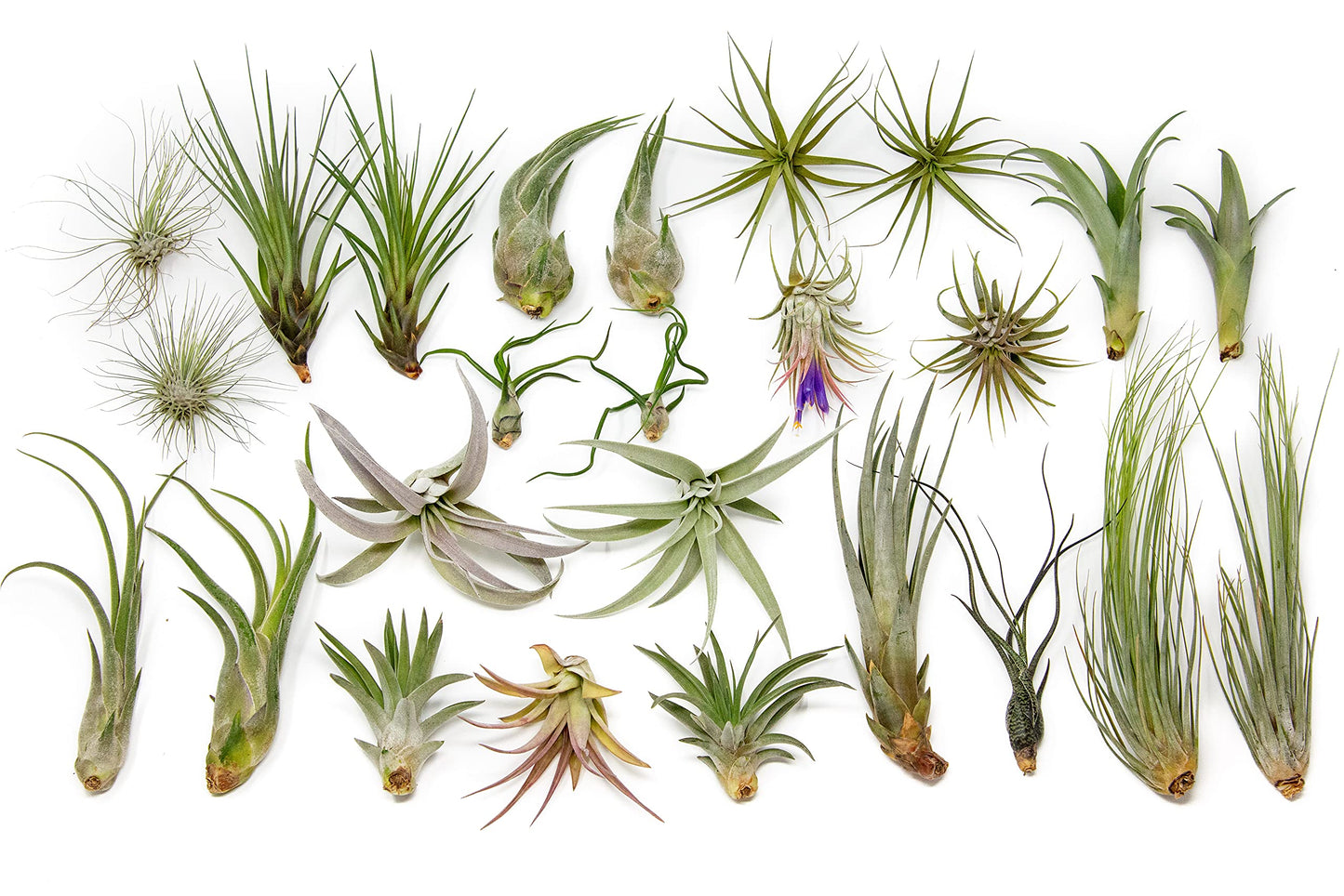 25 Grab Bag Pack Small & Medium Air Plants - Fertilizer Packet - Wholesale - Bulk - Live Tillandsia - Easy Care House Plant - Succulents