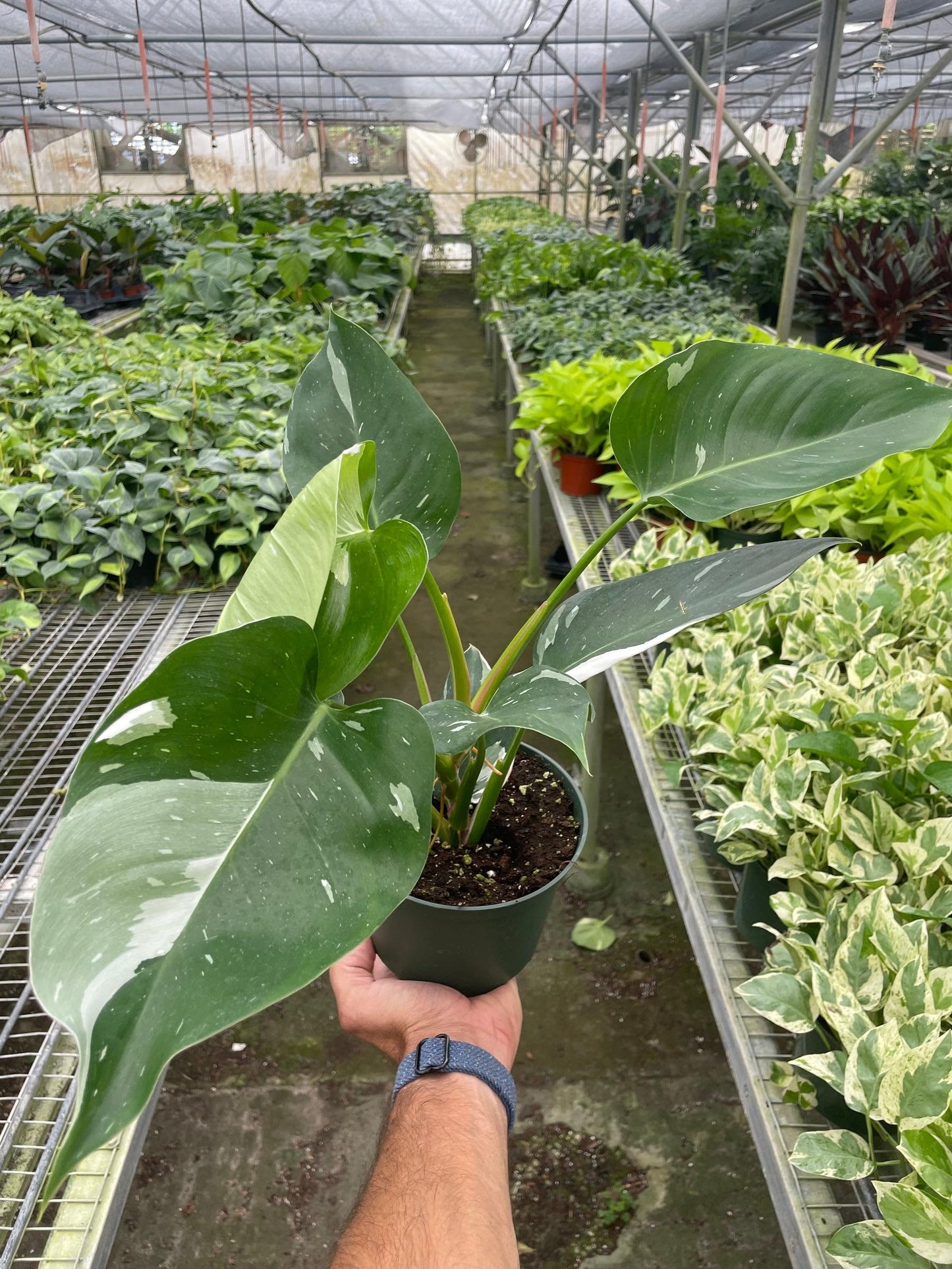 Philodendron 'White Princess' | Live Plant for Indoor & Outdoor | for Living Room, Office, Bathroom | (6" Pot)