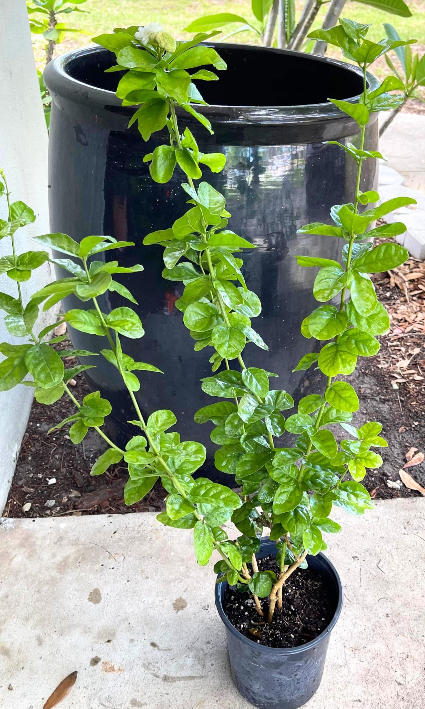 Live Grand Duke Jasmine Plant, 8inch Pot, 2ft to 3ft Tall, Fragant