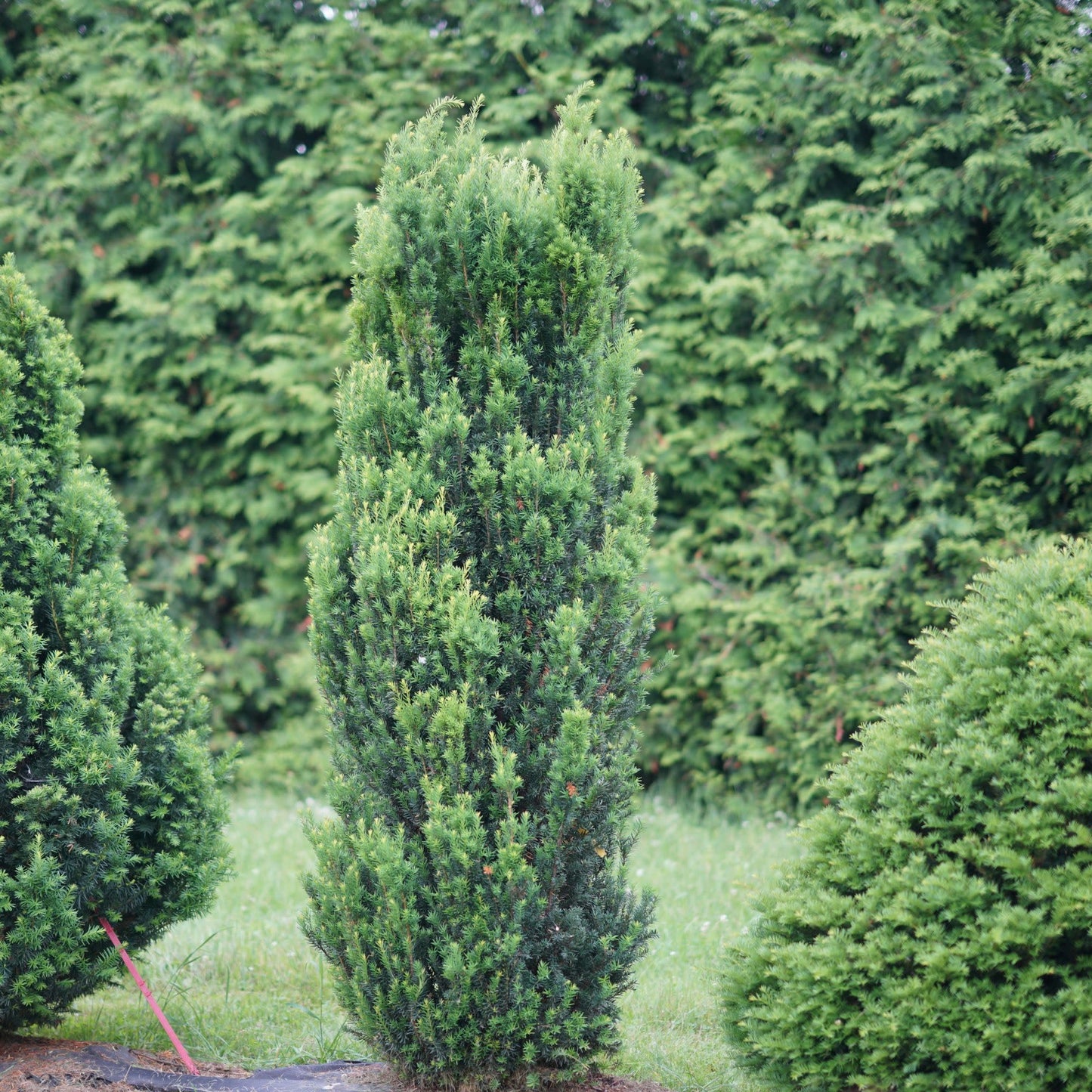 Proven Winners Stonehenge Yew (Taxus x Media) Live Plant, 4.5" Qt, 4 Pack