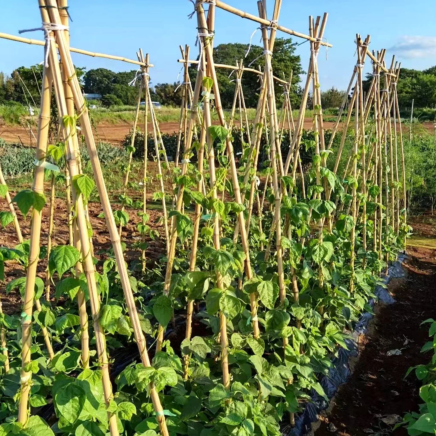COLOtime Bamboo Stakes 6FT Garden Stakes Plant Stakes for Outdoor Climbing Plants Poles Support Mini Tree Vines Pole Beans Cucumber 20 Pack