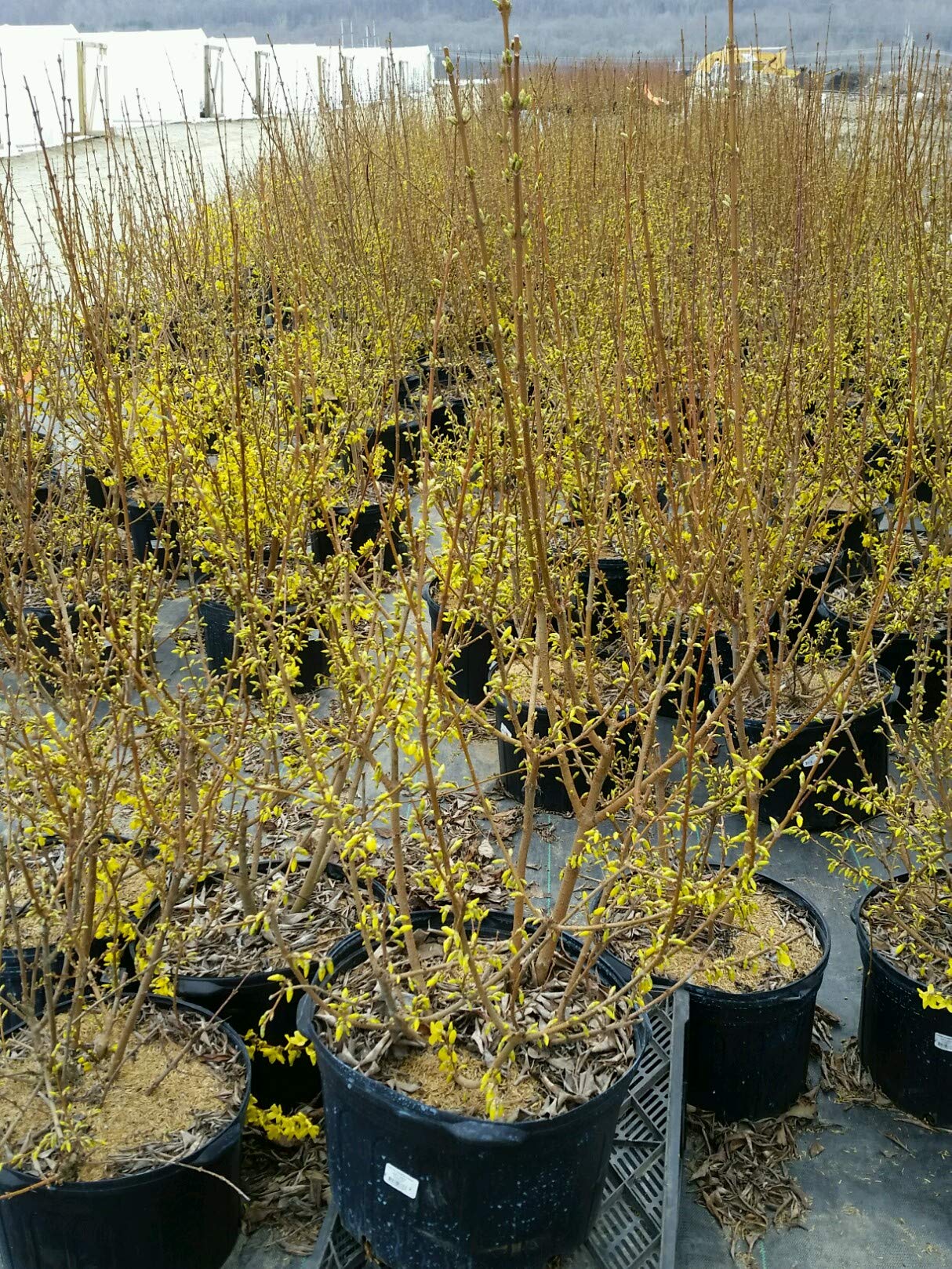 Forsythia X intermedia 'Lynwood Gold' (Forsythia) Shrub, yellow flowers, #3 - Size Container