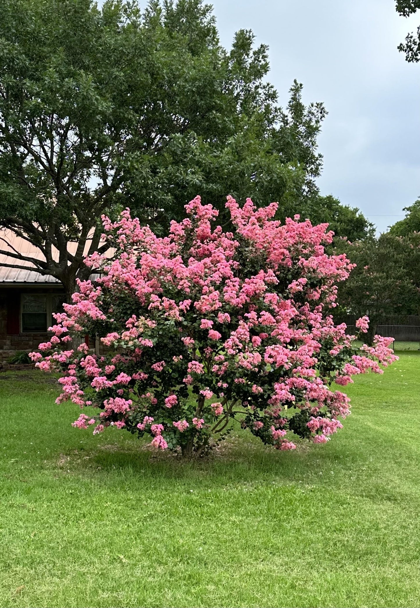 Crape Myrtle Guy 4 Pack - Semi Dwarf Hopi Crape Myrtle Trees - Pink Flowering - Grown in Quart Containers