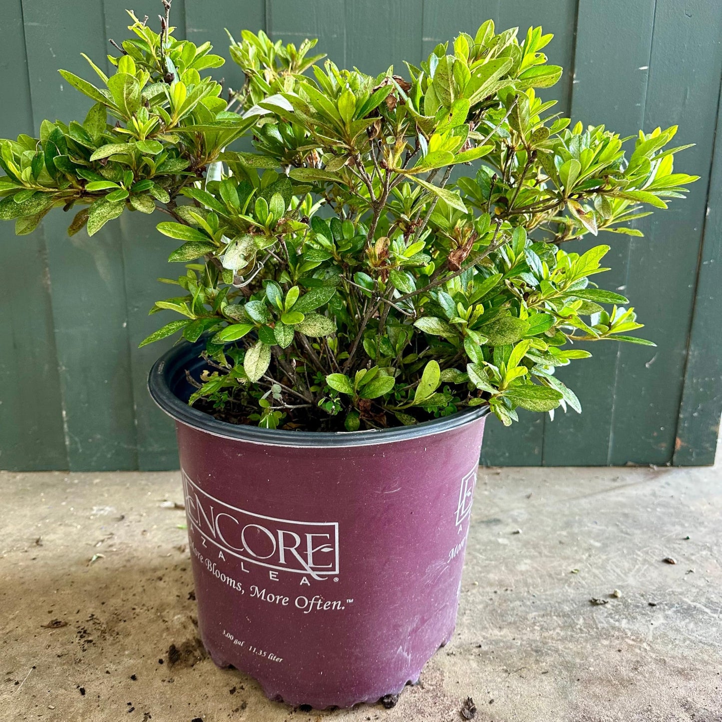 Autumn Royalty® Encore® Azalea 3-Gallon