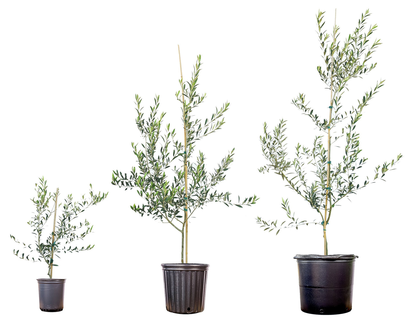 Arbequina Olive Tree - Live Plant, Includes Special Blend Fertilizer & Planting Guide