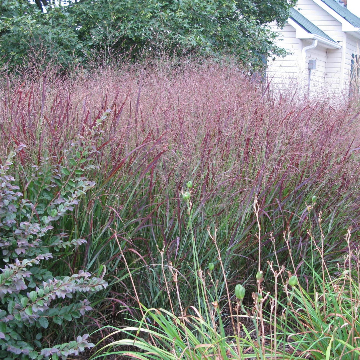 Van Zyverden Ornamental Grass Red Switch Grass One 3.25" Dormant Potted Plant