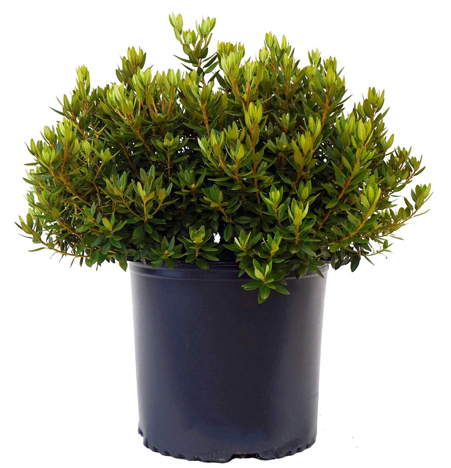 Green Promise Farms Rhododendron X GEM` Evergreen, 3-Size Container, Bluish Purple Flowers