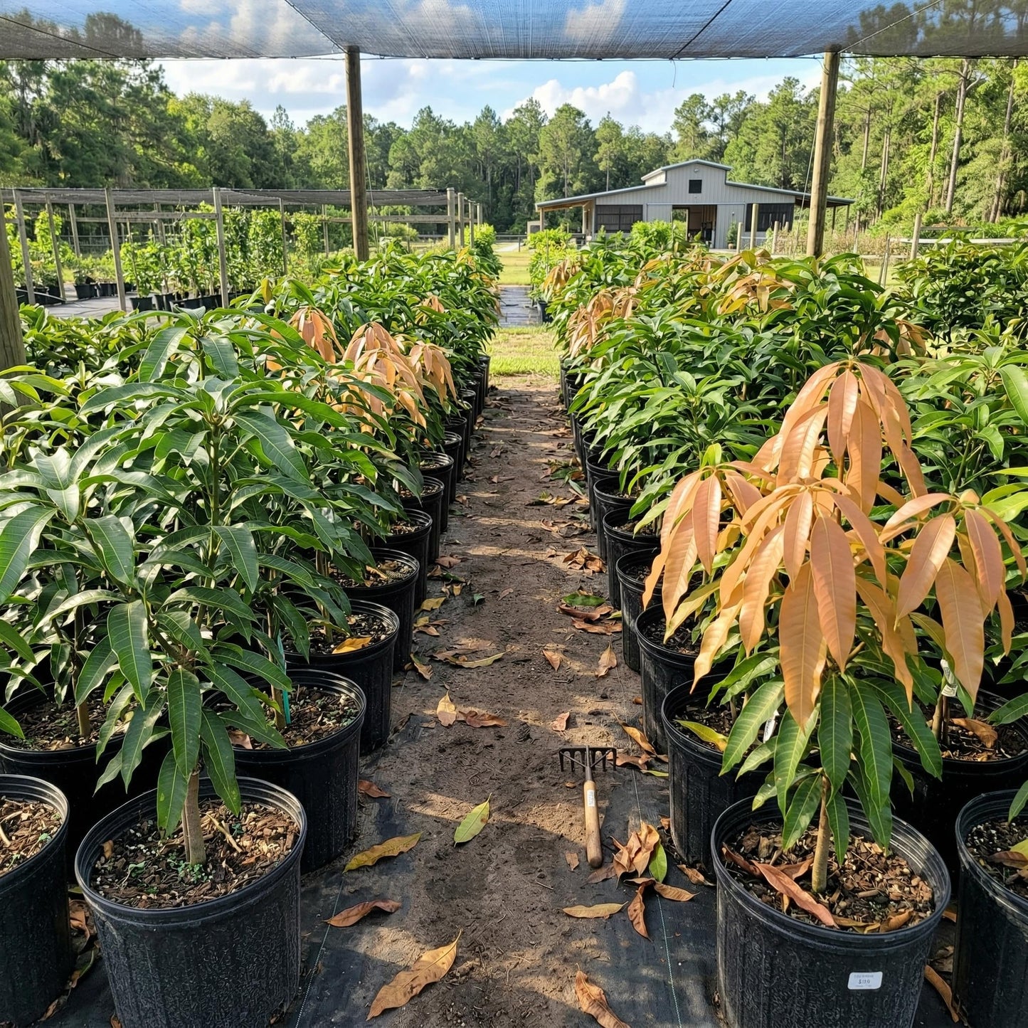 Grafted Valencia Pride Yellow Mango Plant 2.5–3 Ft | Live Mango Fruit Tree | Fast-Growing Tropical Variety for Outdoor Growing & Container Gardening | No Ship to CA,HI,AK