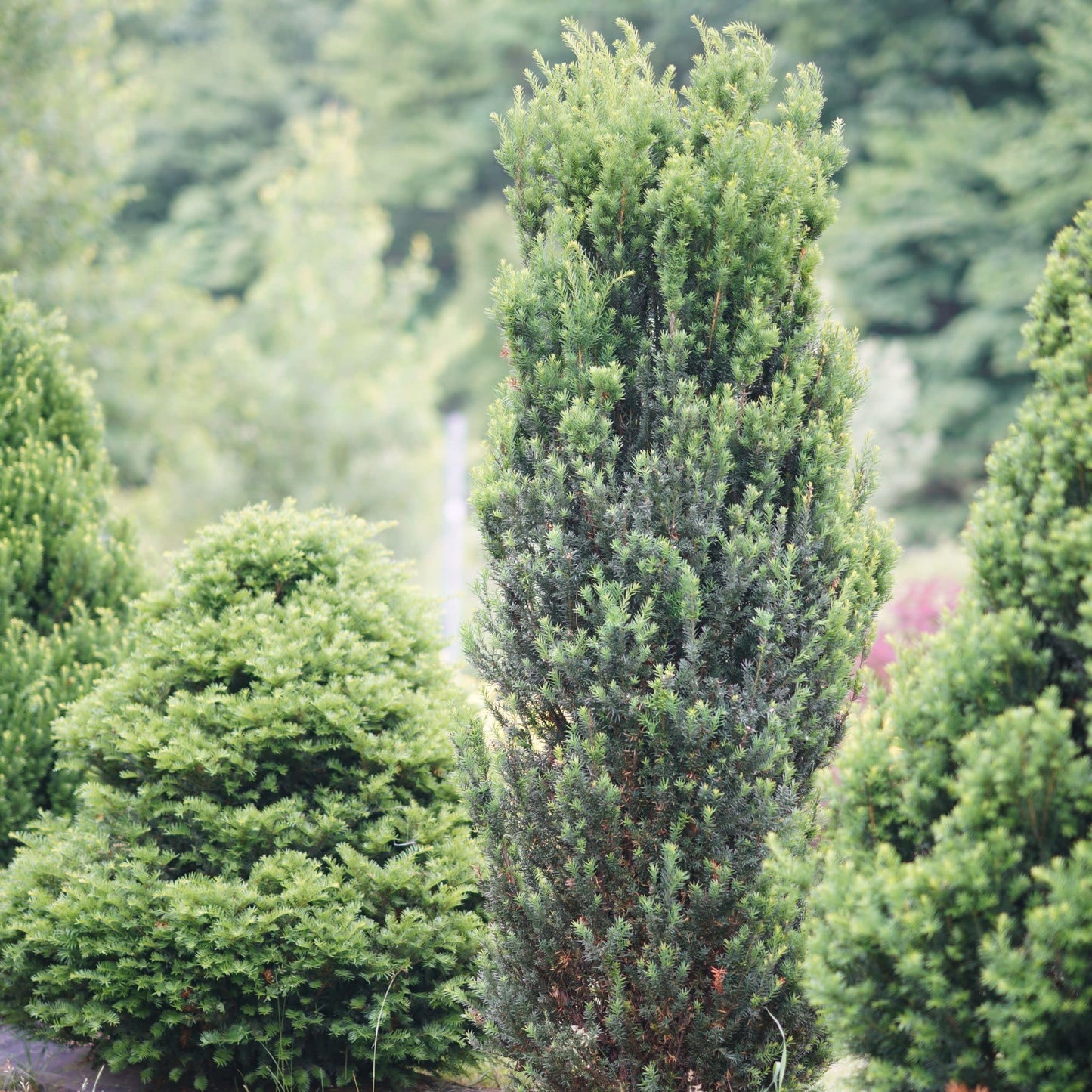 Proven Winners Stonehenge Yew (Taxus x Media) Live Plant, 4.5" Qt, 4 Pack