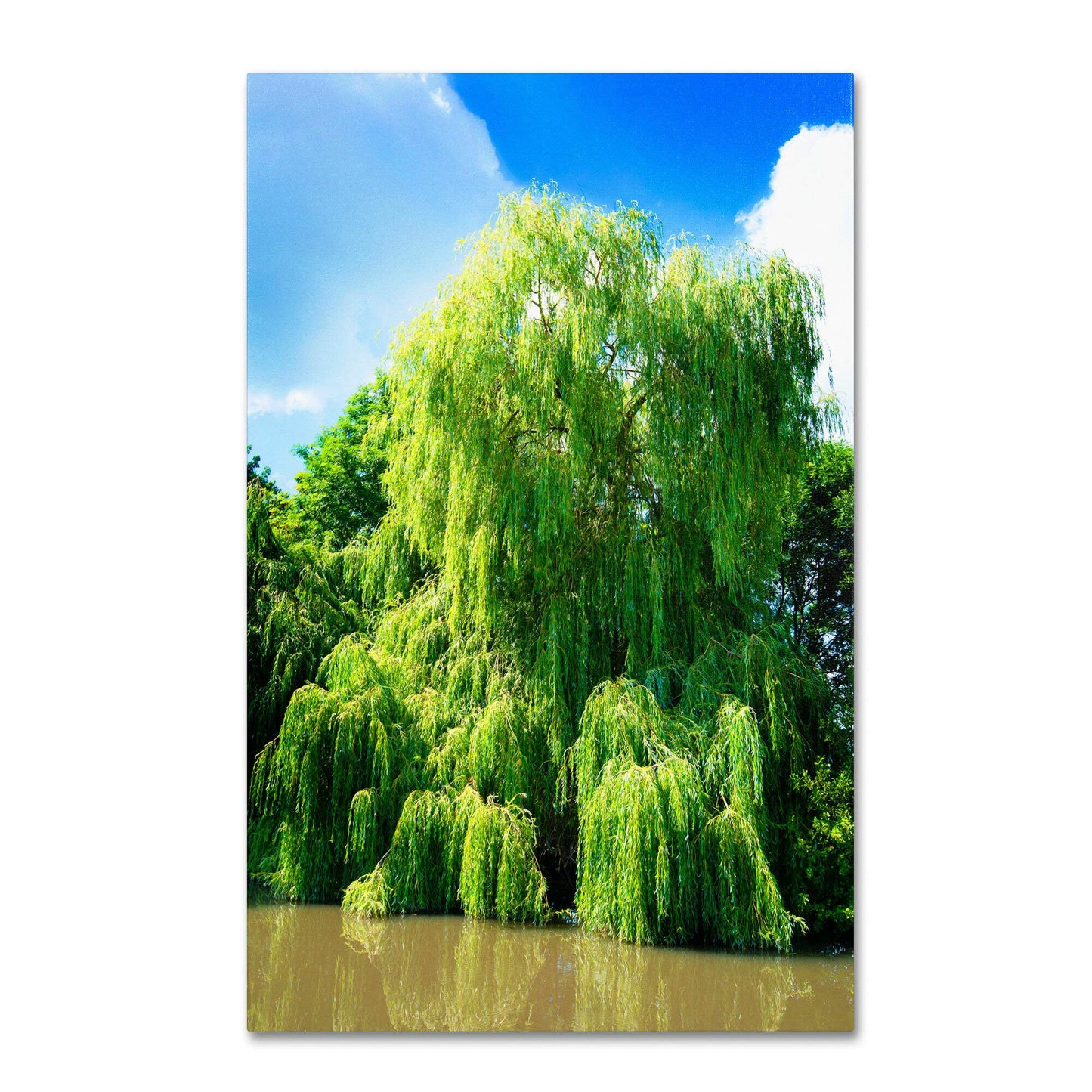 2 Bright Green Weeping Willow Cuttings, Grow 2 Trees - Wisconsin Weeping Willow Root Stock -