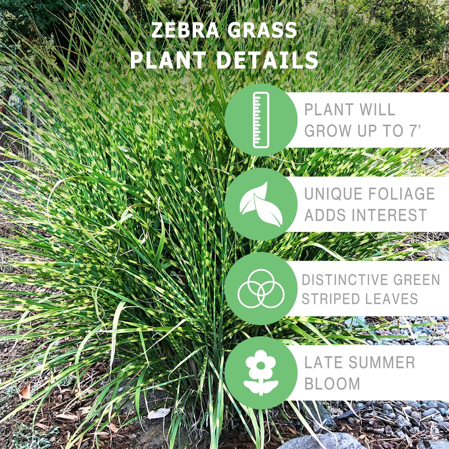 Bloomingbulb Ornamental Grass, Zebra Grass, Outdoor Planting, Decorative Garden, 3 Root Divisions, Zones 4-9a