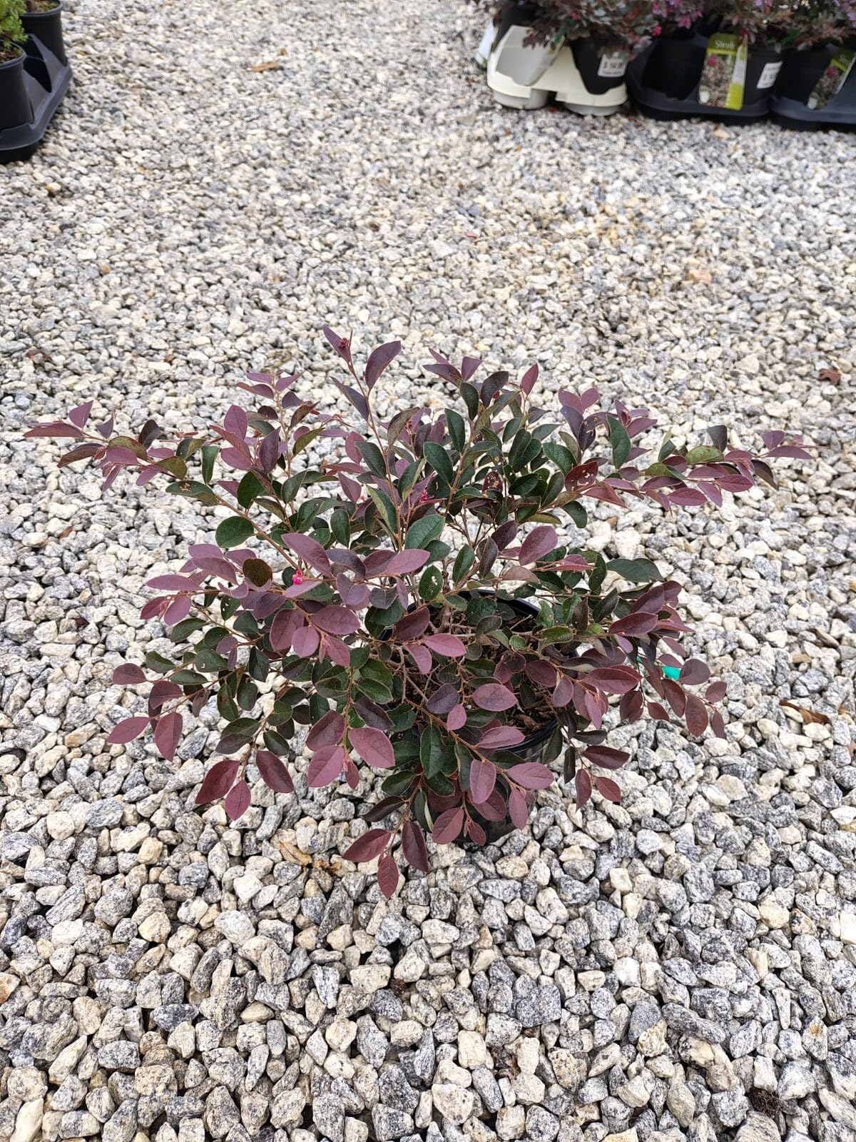 Live Plant - Plum Delight Loropetalum (Chinese Fringe) - Live Plant - (2.5 Qt)