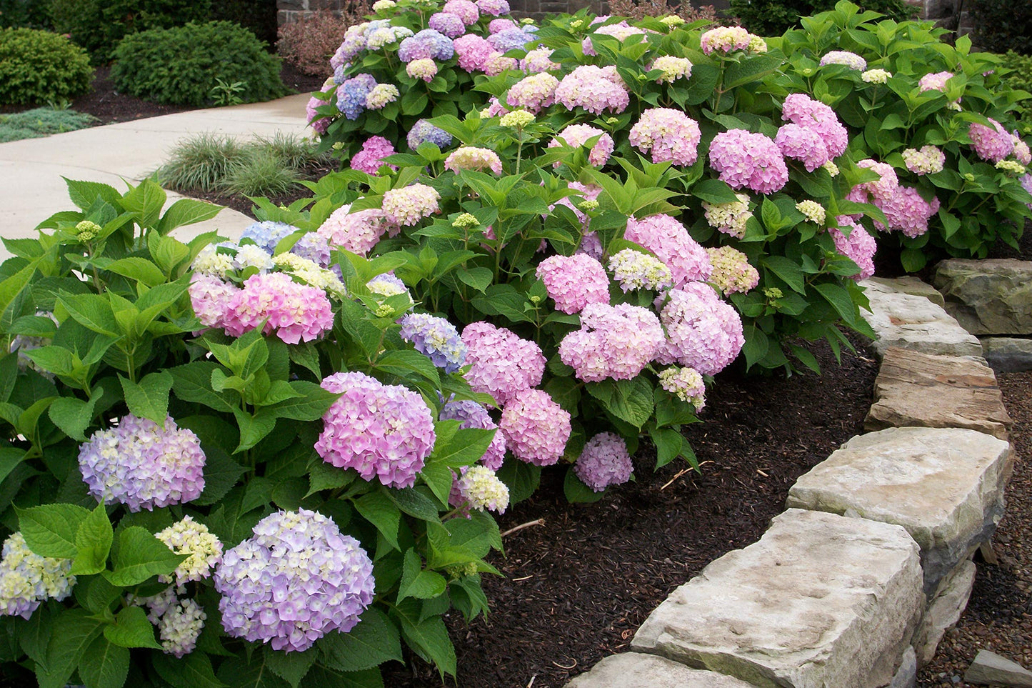 Brighter Blooms - Endless Summer® The Original Reblooming Hydrangea, 1 Gallon - No Shipping to AK, AZ, HI