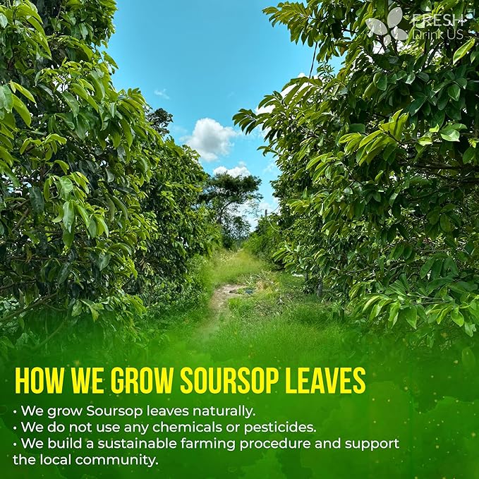 FreshDrinkUS, 120+ Premium Soursop Graviola Dried Leaves Tea, 40 Cups, 120-130 Natural Leaves, Whole Leaves, Wildcrafted, Graviola, Hoja Guanabana, Soursop Loose Leaf Herbal Tea, No Gluten, Vegan