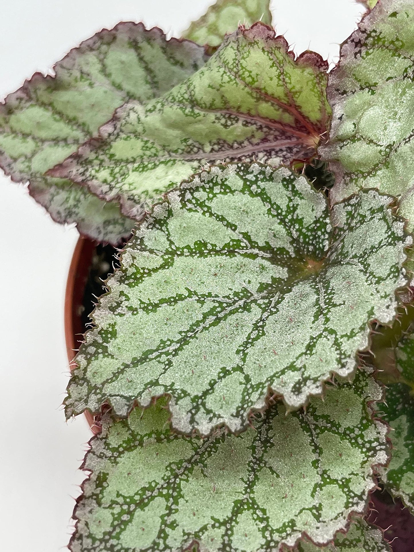 BubbleBlooms Peace Begonia Rex, 4 inch