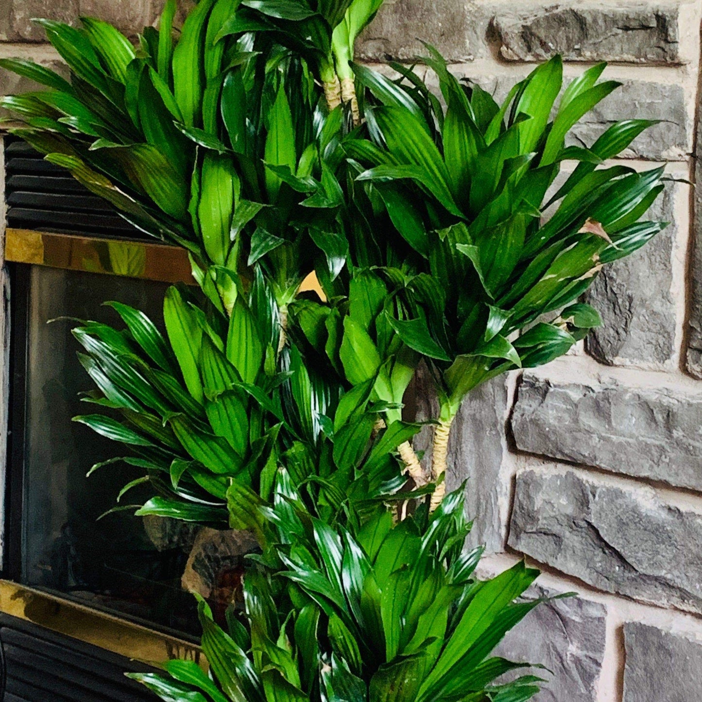 Dracaena Janet Craig Bush - Live Plant in a 8 Inch Pot - Dracaena Deremensis 'Janet Craig' - Beautiful Low Light Indoor Houseplant