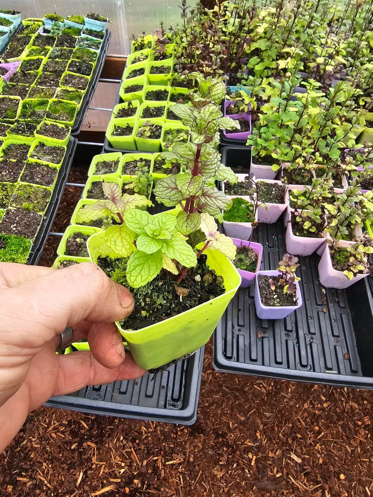 2pack Live Mint Plants, Pineapple and Spearmint