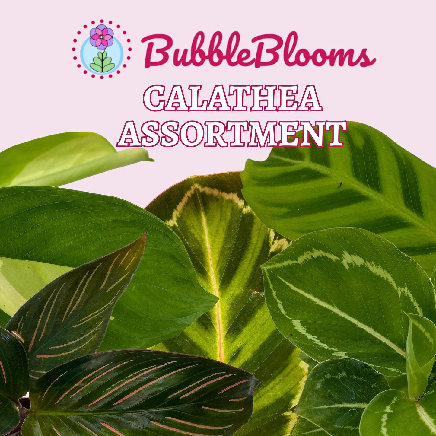 BubbleBlooms Calathea Assortment Set, 2 inch pots, 5 Different Prayer Plants, pet Friendly Indoor Low Light