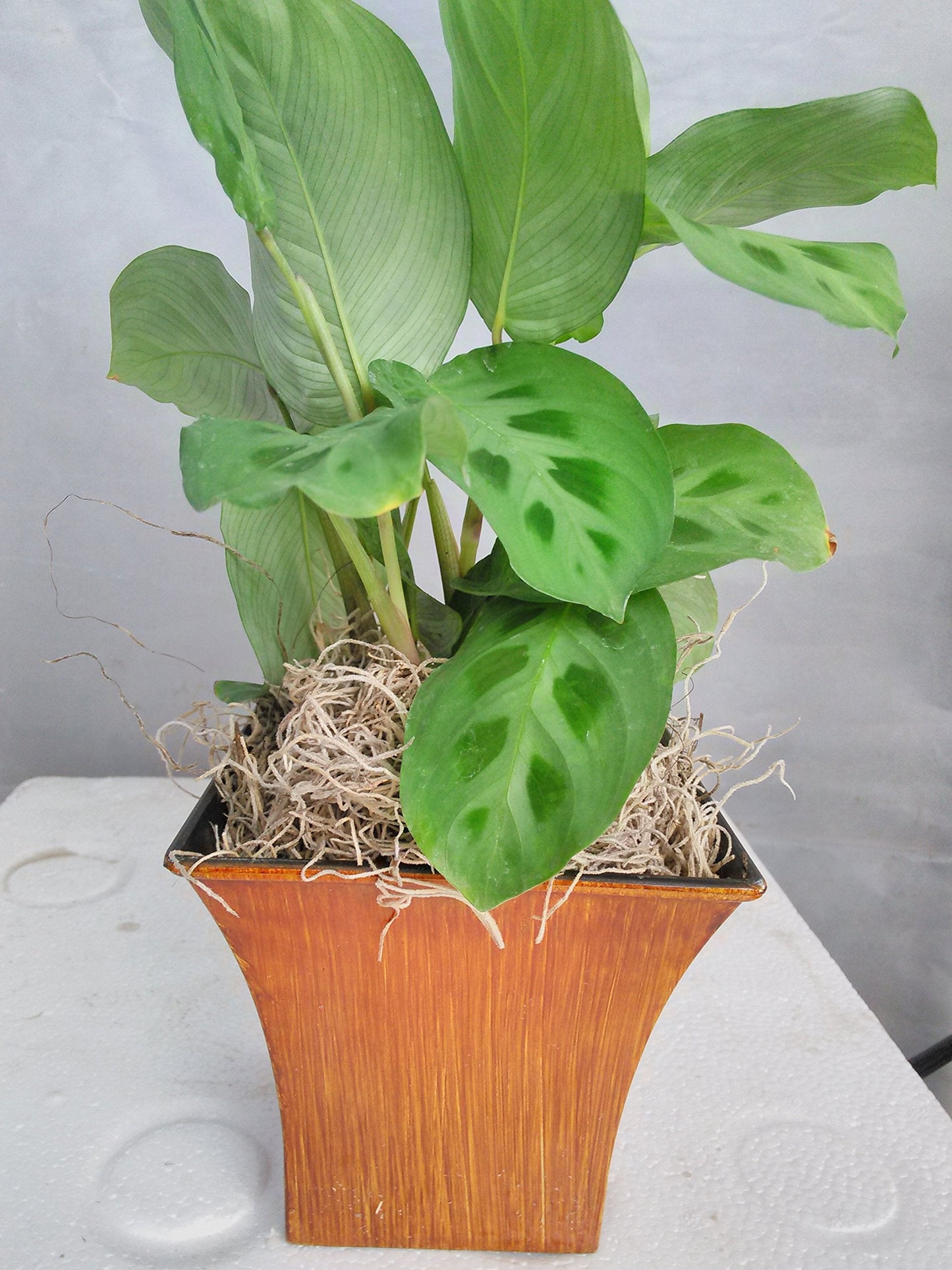 Jmbamboo - Green Prayer Plant - Maranta - Easy to Grow - 5" Decorative Coconut Pot - Easter Plant