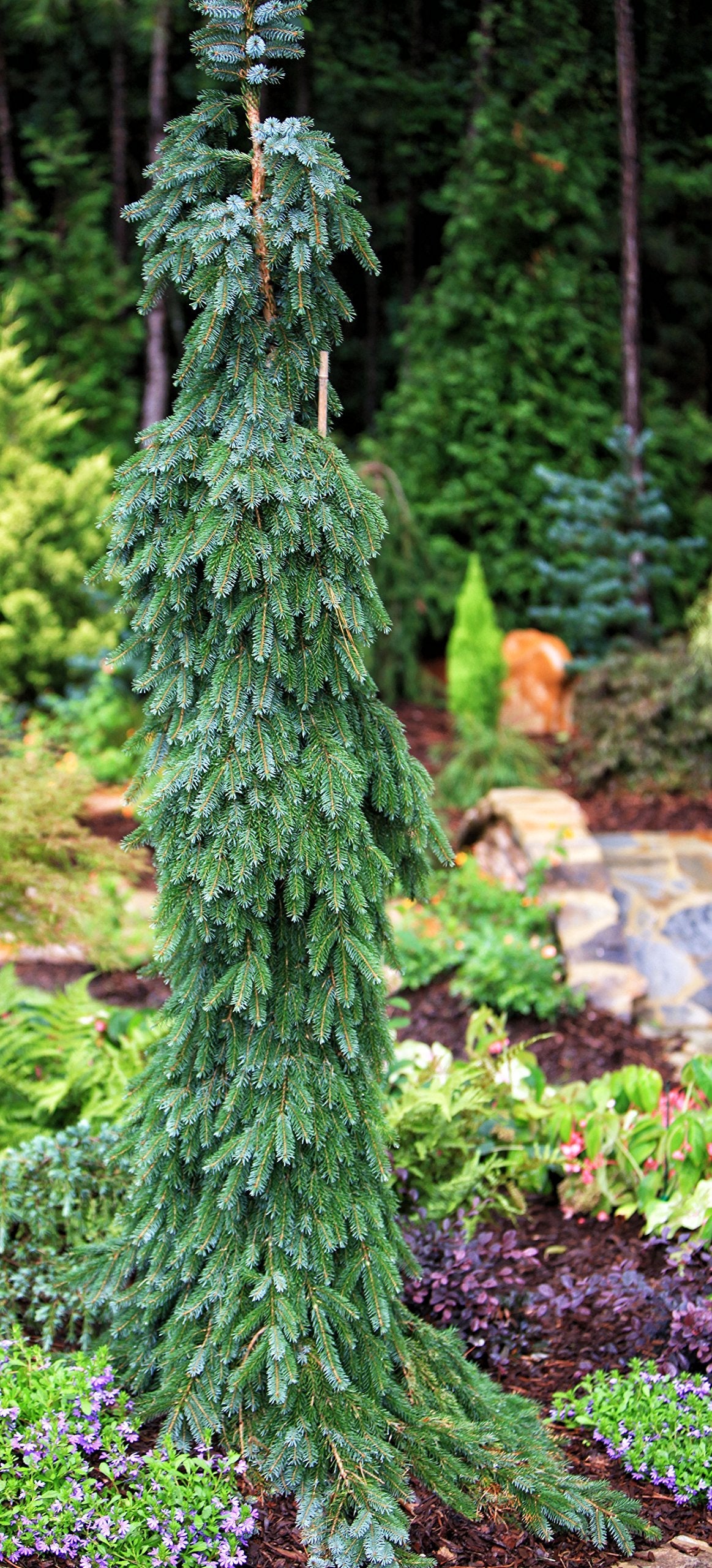 Bruns Pendula Weeping Serbian Spruce 2 - Year Live Plant