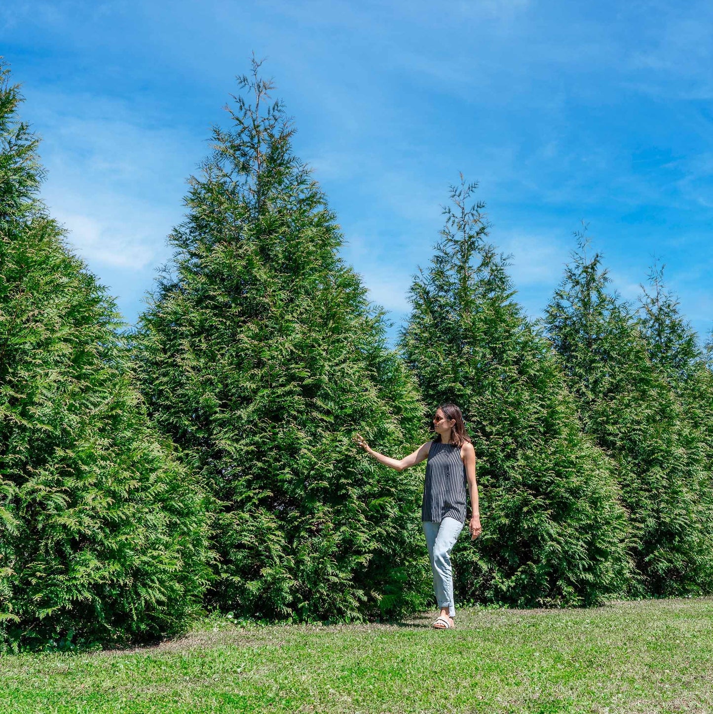 Perfect Plants Thuja Green Giant 3 Gallon | Live Evergreen Tree for Landscaping & Privacy | Grows 3-5 Feet Per Year