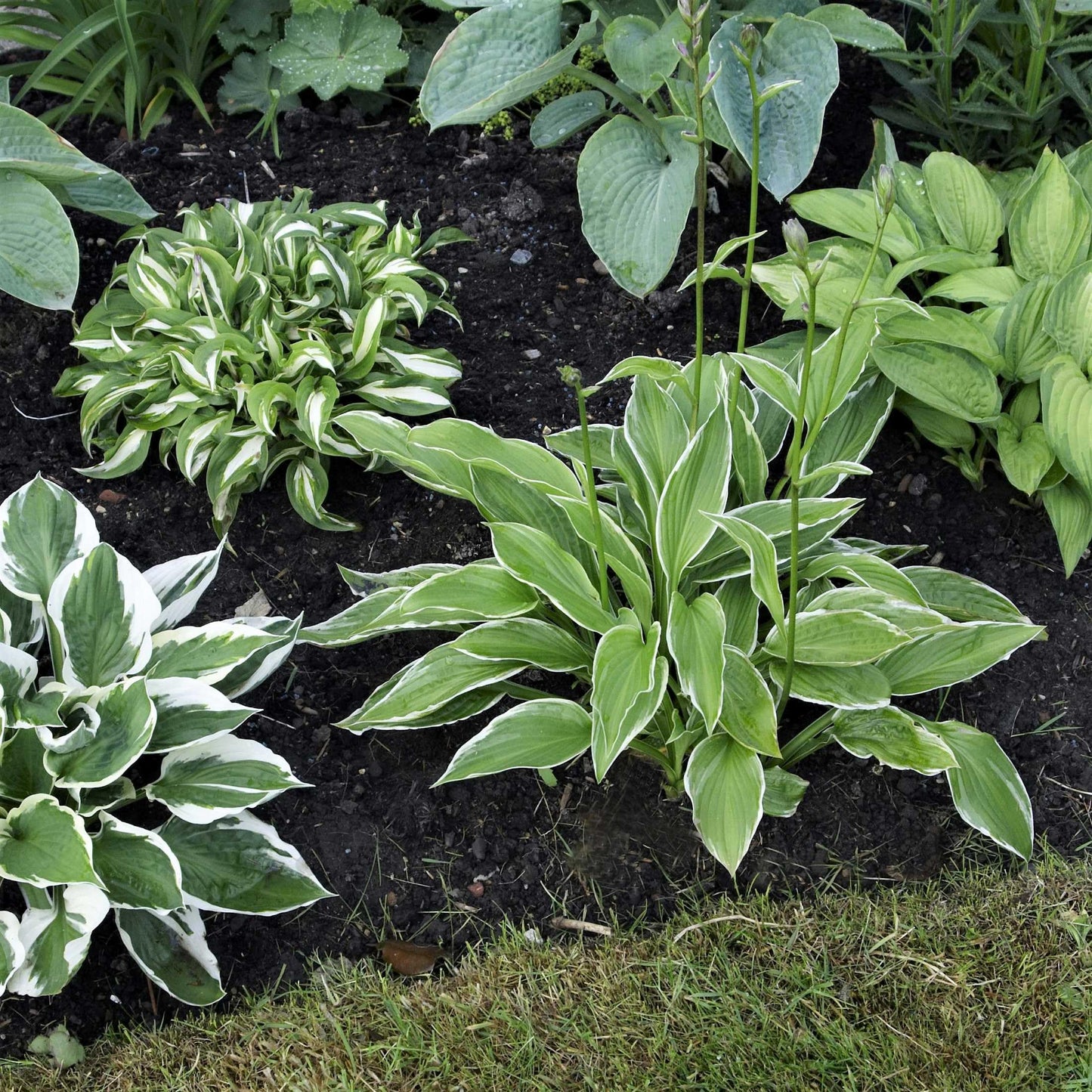 Easy to Grow Hosta Bumper Crop Mix 30 Trimmed Roots - Mixed Varieties Colorful Foliage, Summer Flowers Partial to Full Shade Zones 3-8