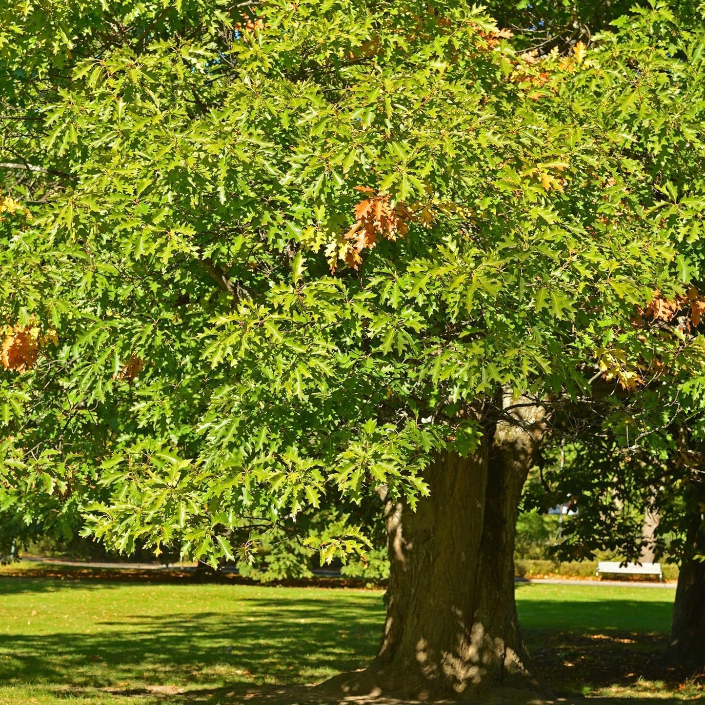 Generic Two Seedling of White Oak Trees - Quercus robur - 10"" to 14"" Tall (See State Restrictions), green